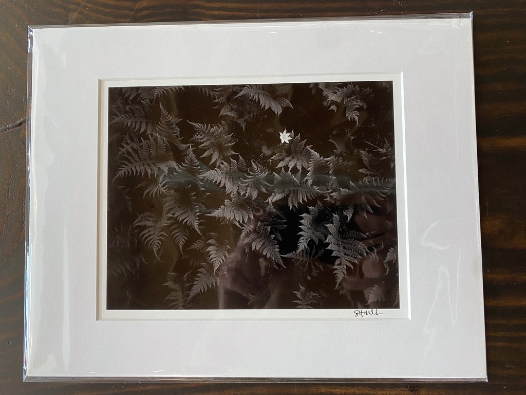 Arctic Starflower in Beech Fern: 8x10 Open Edition Matted Print