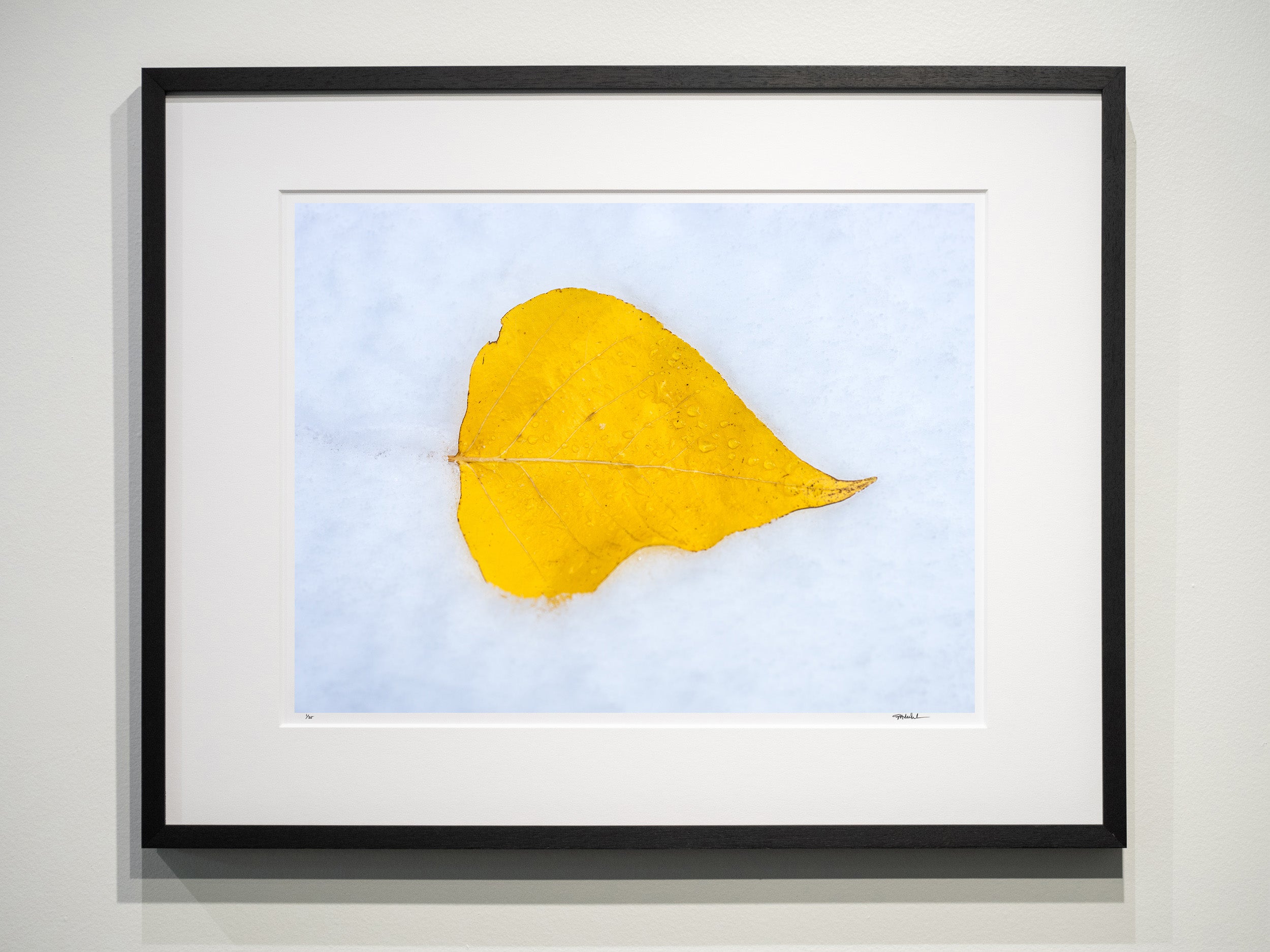 Aspen Leaf in Snow: Limited Edition Framed Print