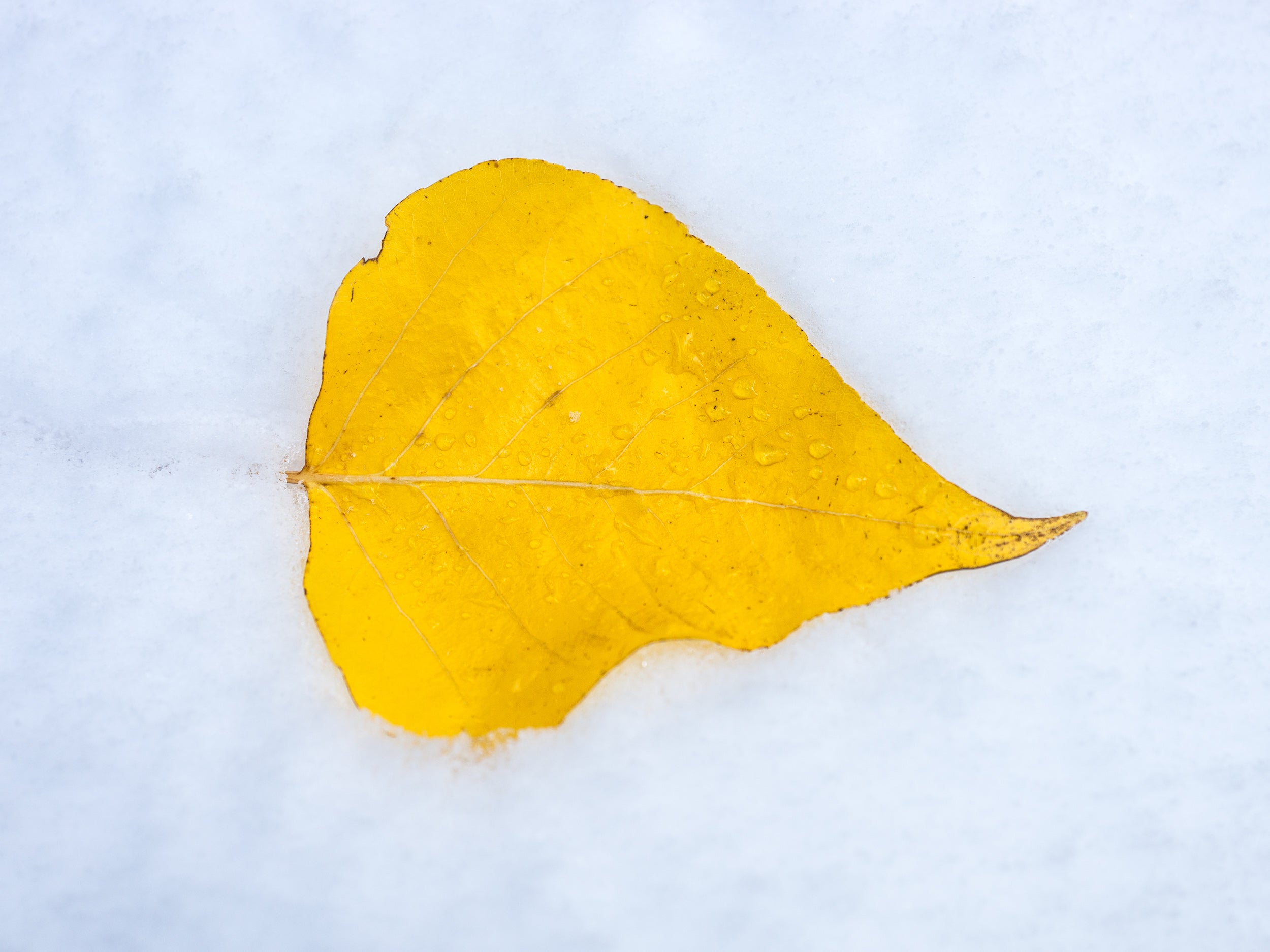 Aspen Leaf in Snow: Matted 8x10 Print