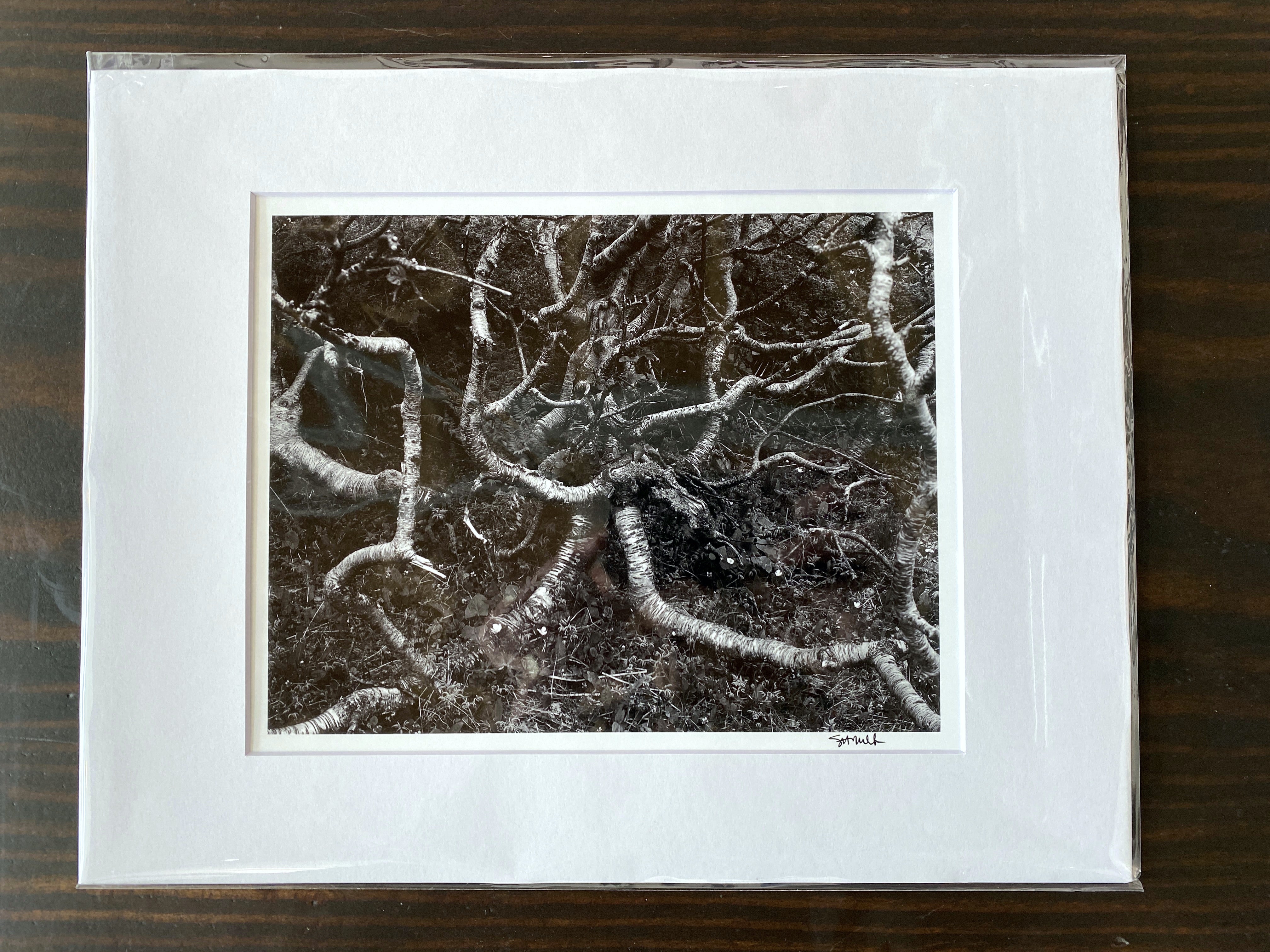 Arctic Birch Spreading across the Tundra: Matted 8x10 Print