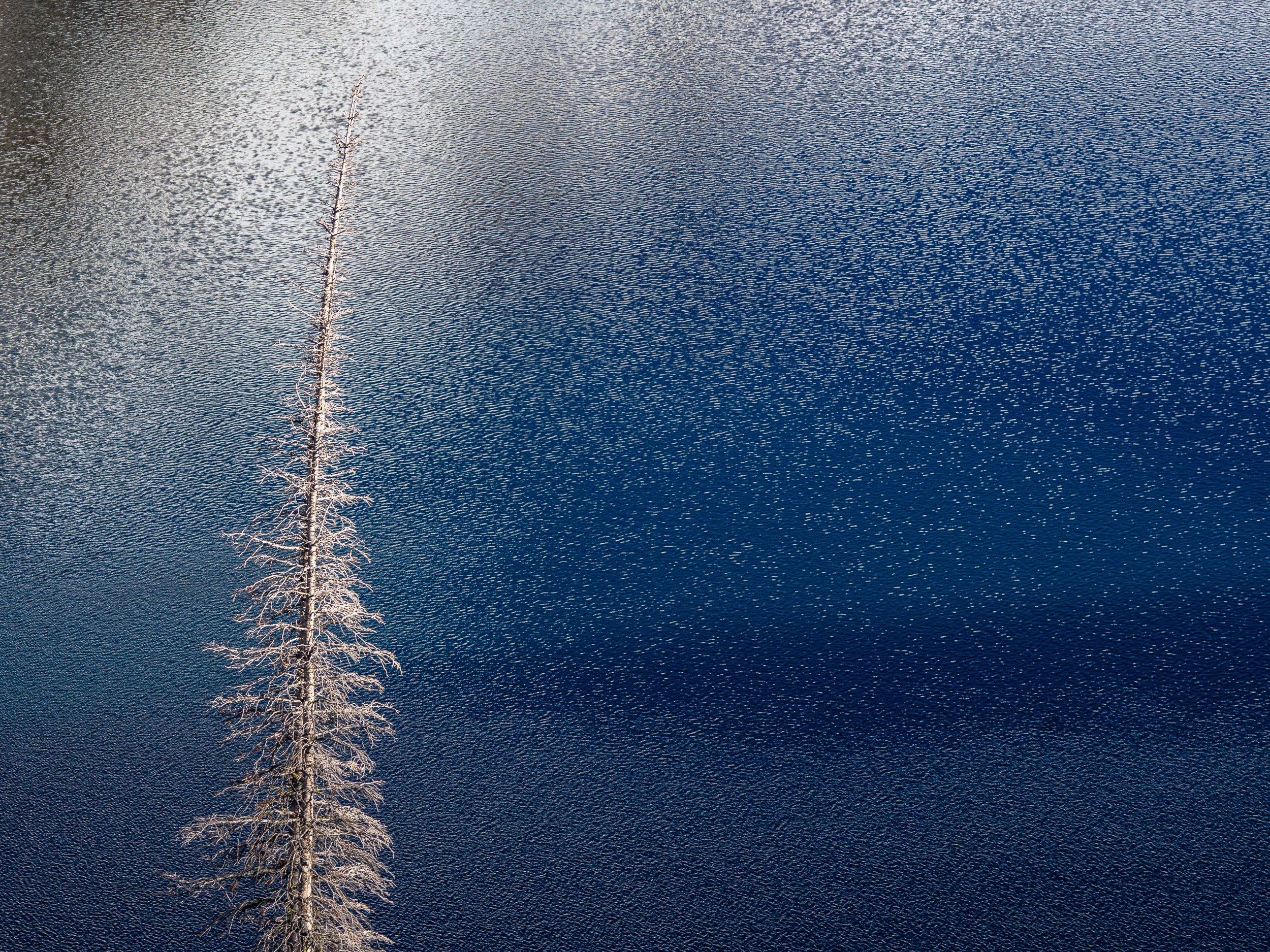 Bare Tree above Sawtooth Lake: Limited Edition Framed Print