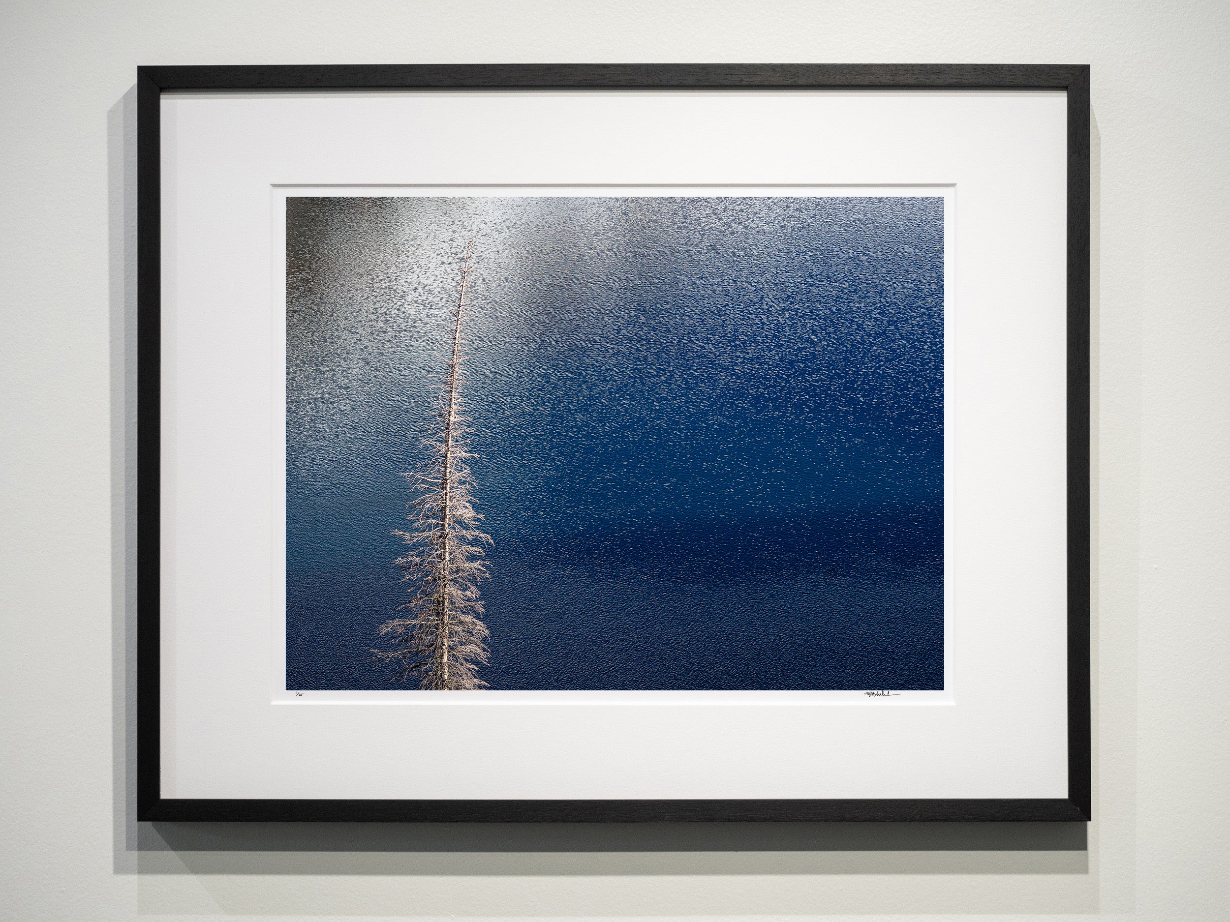 Bare Tree above Sawtooth Lake: Limited Edition Framed Print
