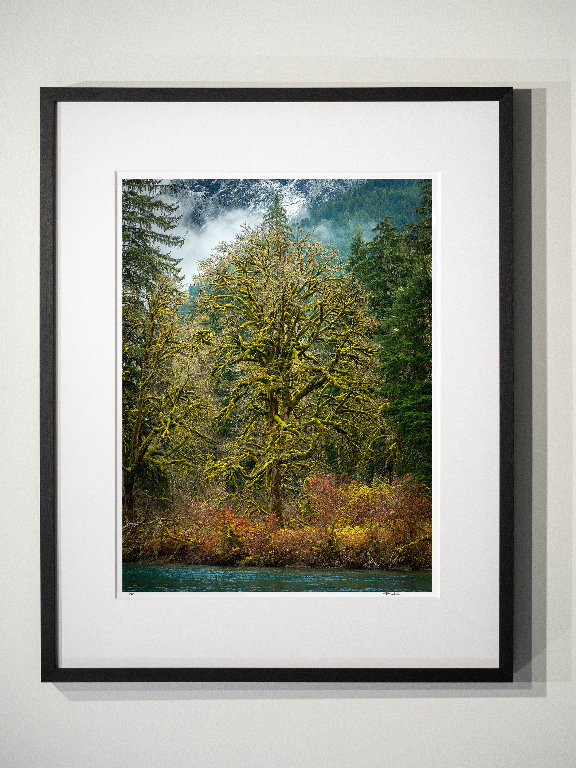 Big Leaf Maple on Middle Fork Snoqualmie River: Limited Edition Framed Print
