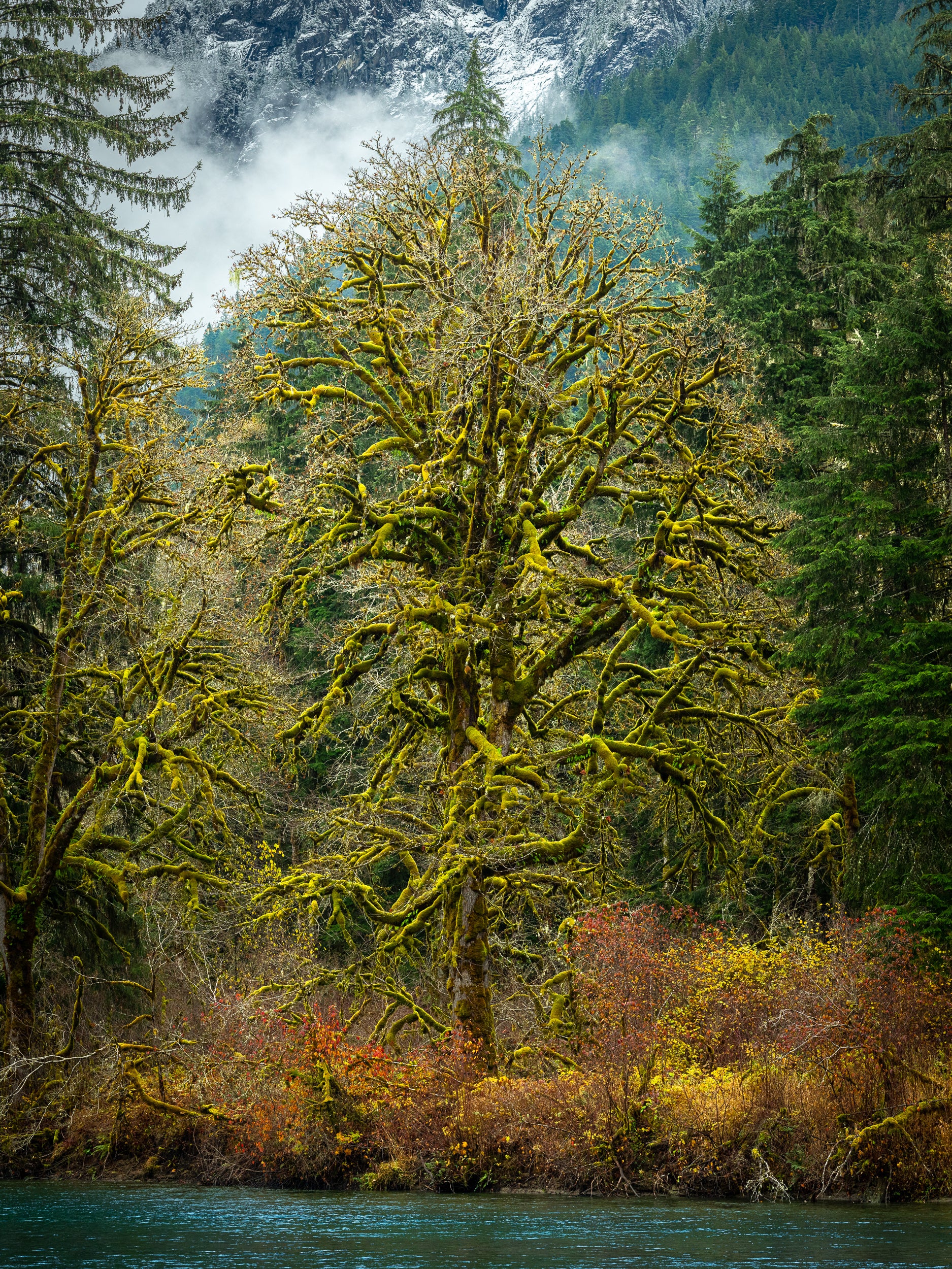 Big Leaf Maple on Middle Fork Snoqualmie River: Matted 8x10 Print
