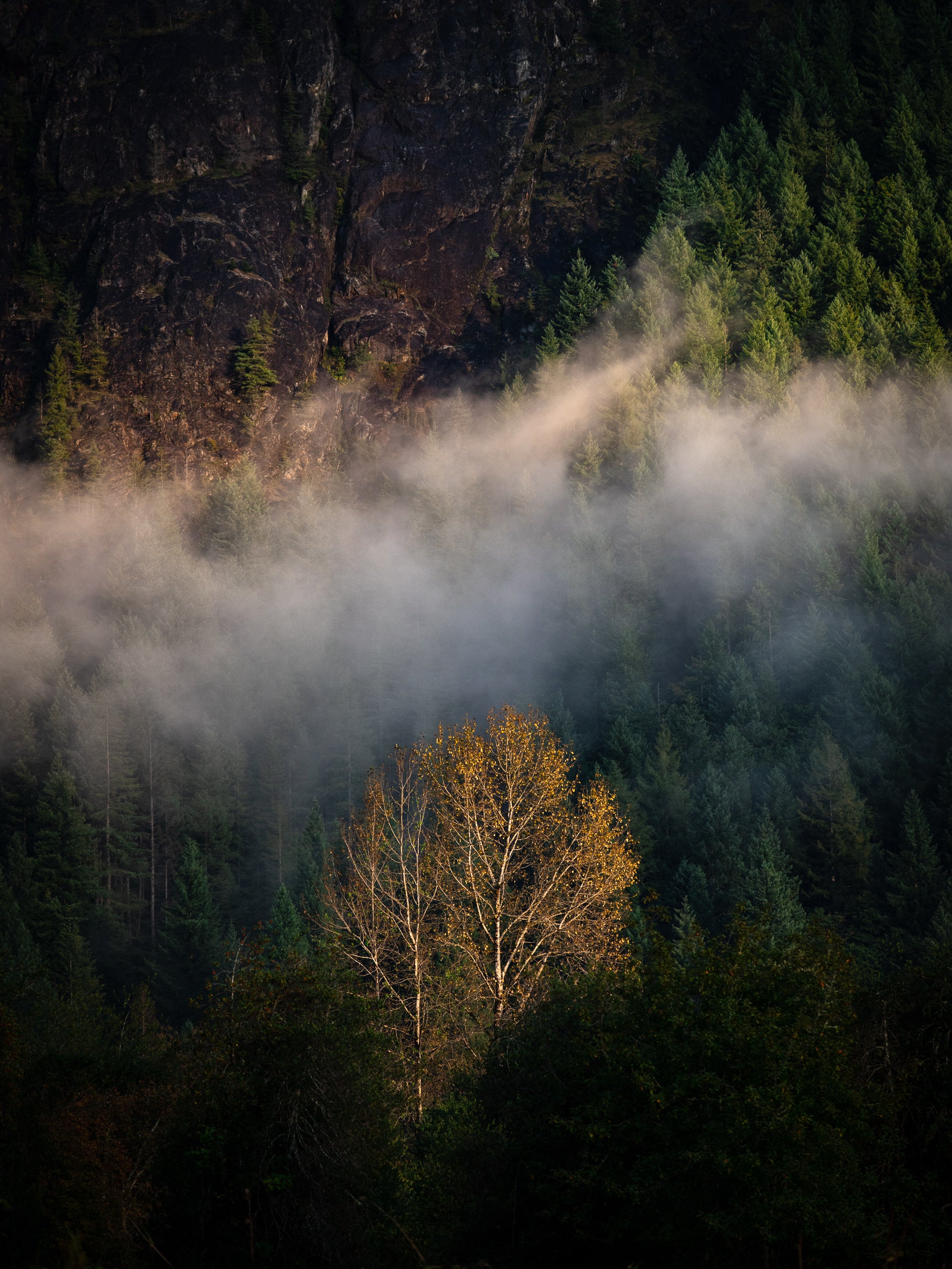 Cottonwood Tree below Mount Si: Limited Edition Framed Print