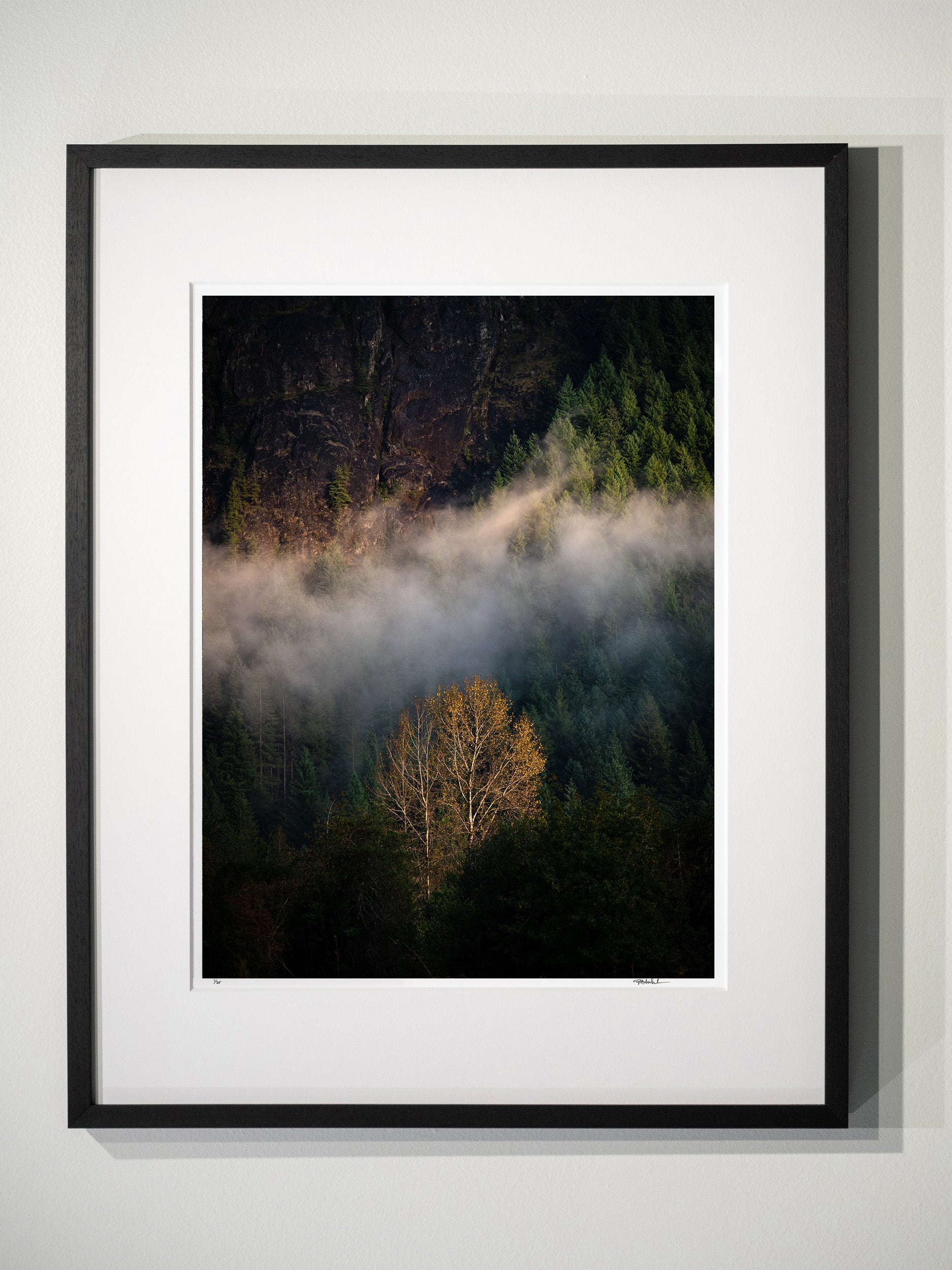 Cottonwood Tree below Mount Si: Limited Edition Framed Print