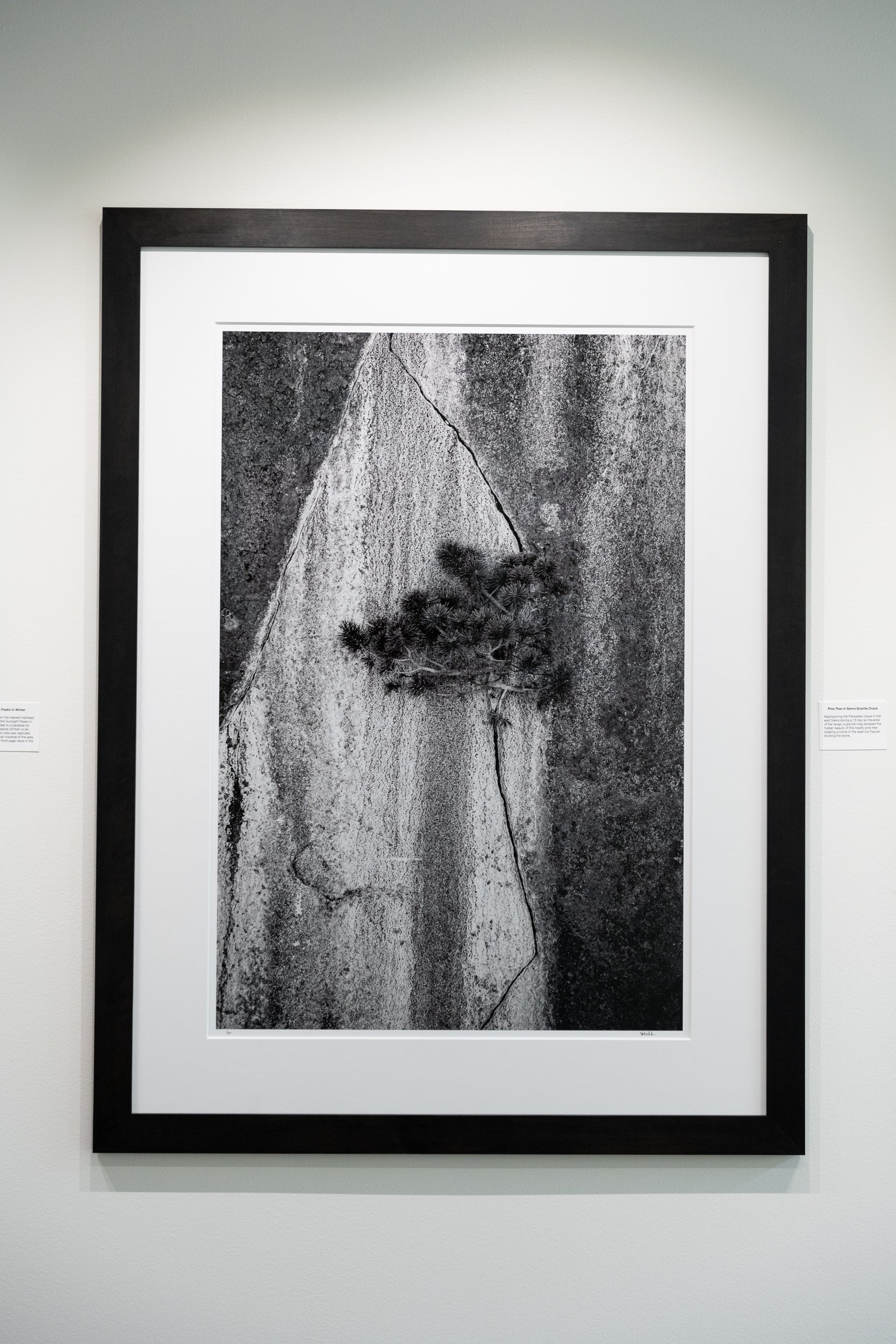 Pine Tree in Sierra Granite Crack: 24x36 Limited Edition Framed Print
