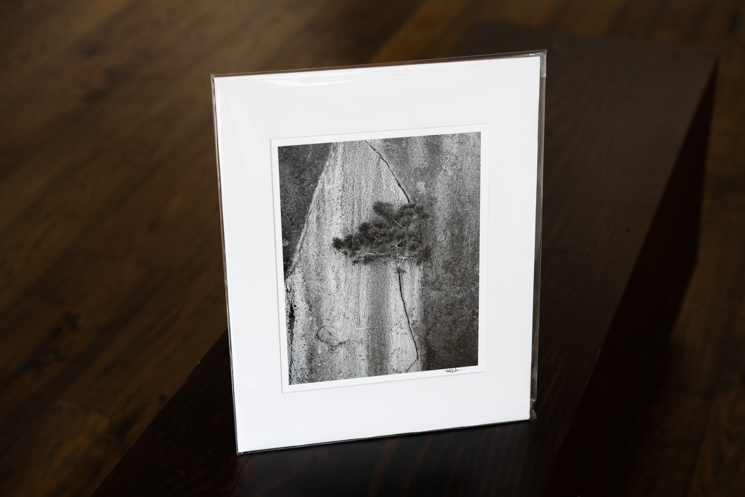 Pine Tree in Sierra Granite Crack: Matted 8x10 Print