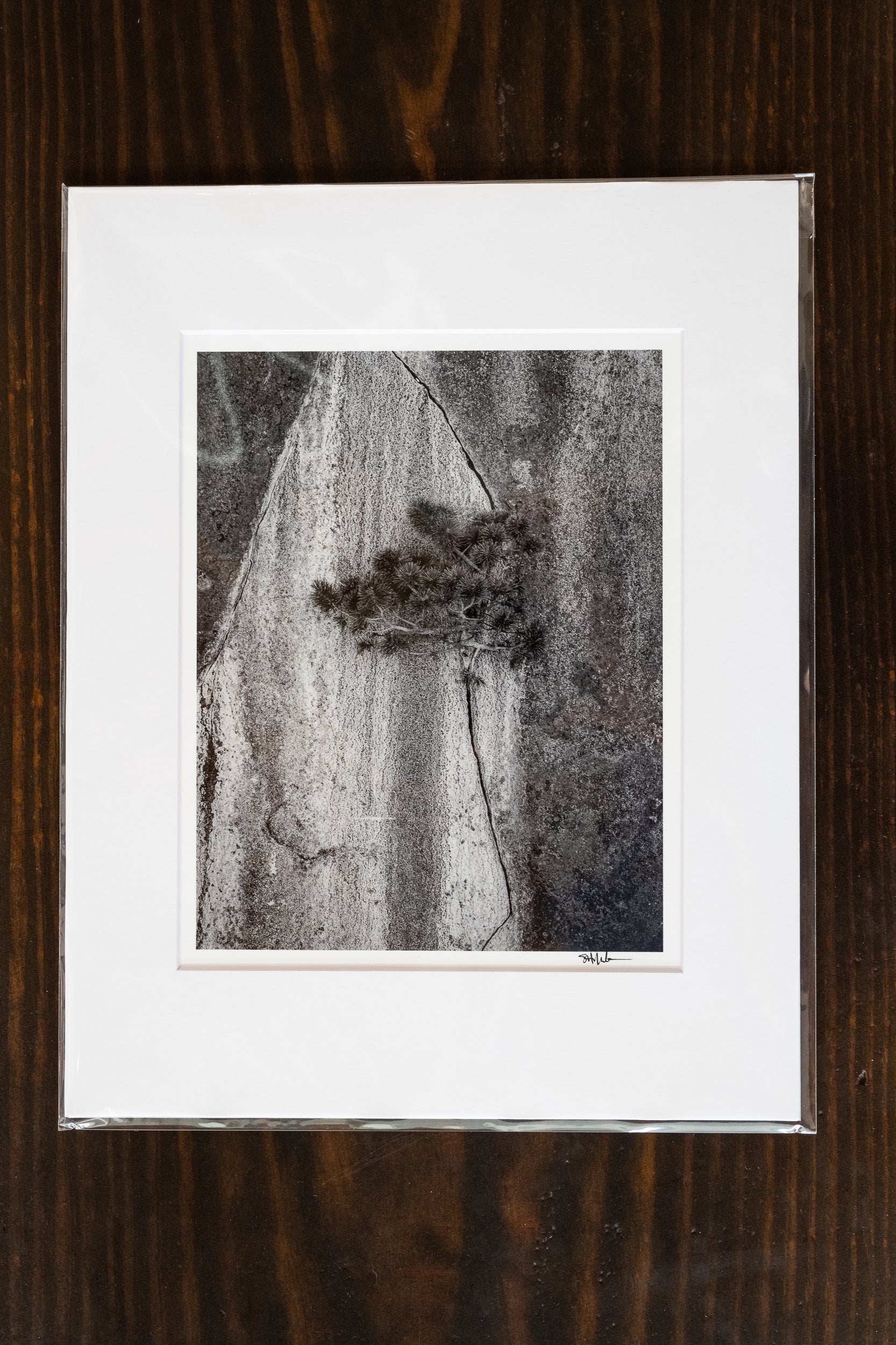 Pine Tree in Sierra Granite Crack: Matted 8x10 Print
