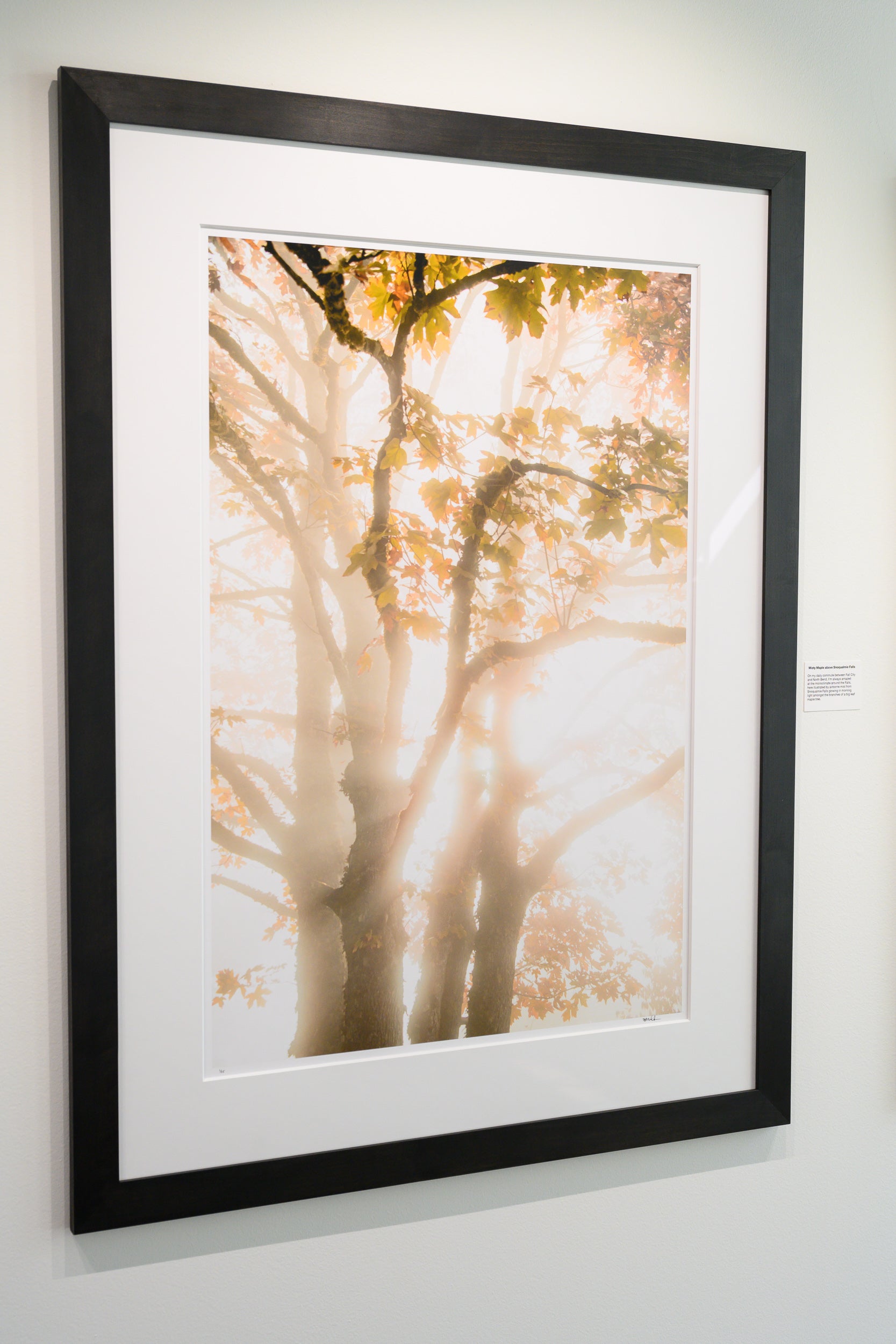 Misty Maple above Snoqualmie Falls: 24x36 Limited Edition Framed Print
