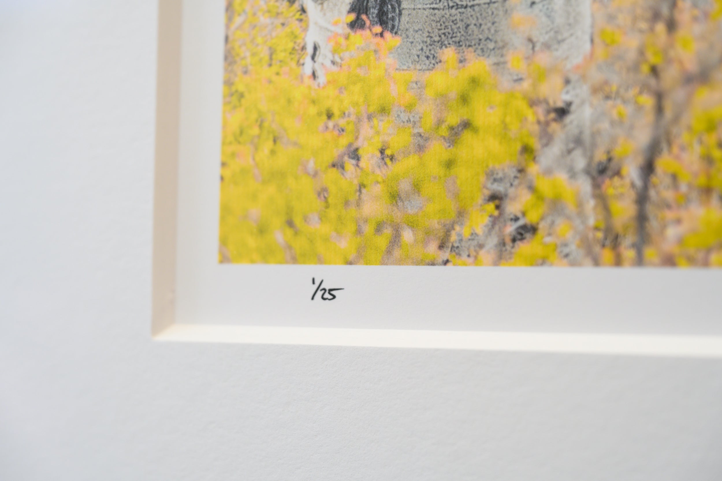 Methow Valley Aspen Stand: Limited Edition Framed Print