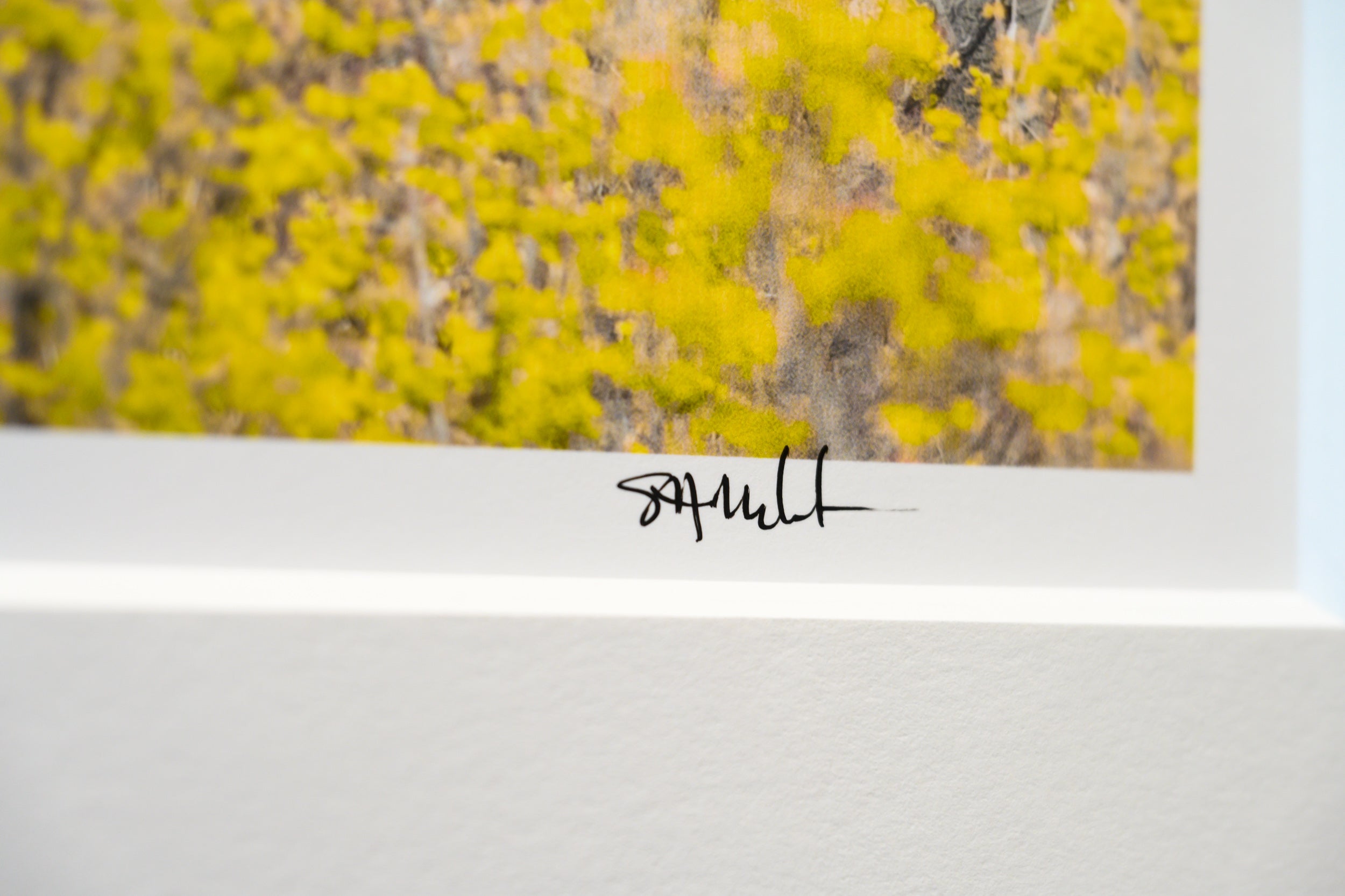 Methow Valley Aspen Stand: Limited Edition Framed Print