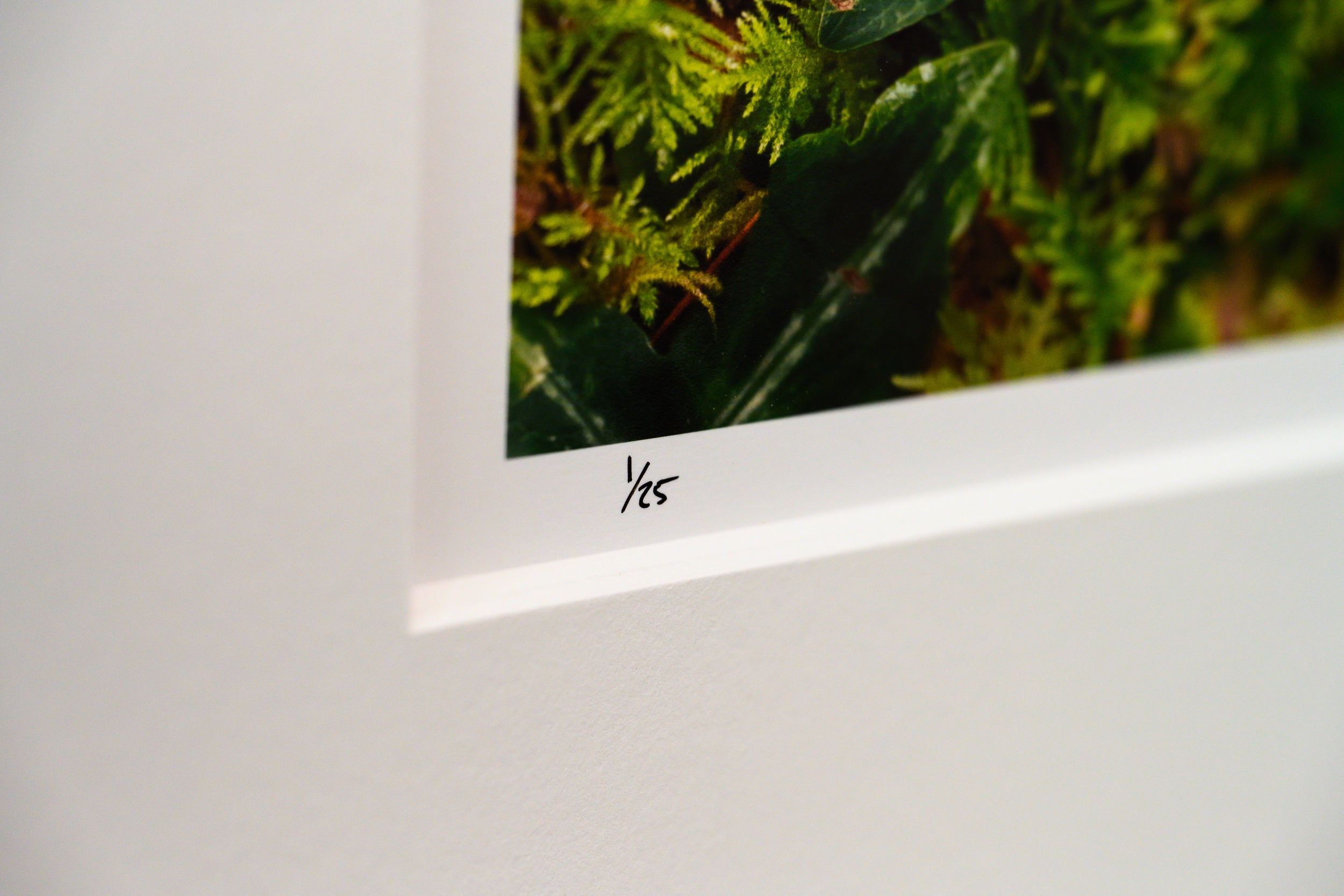Fern Frond on Bed of Moss: Limited Edition Print