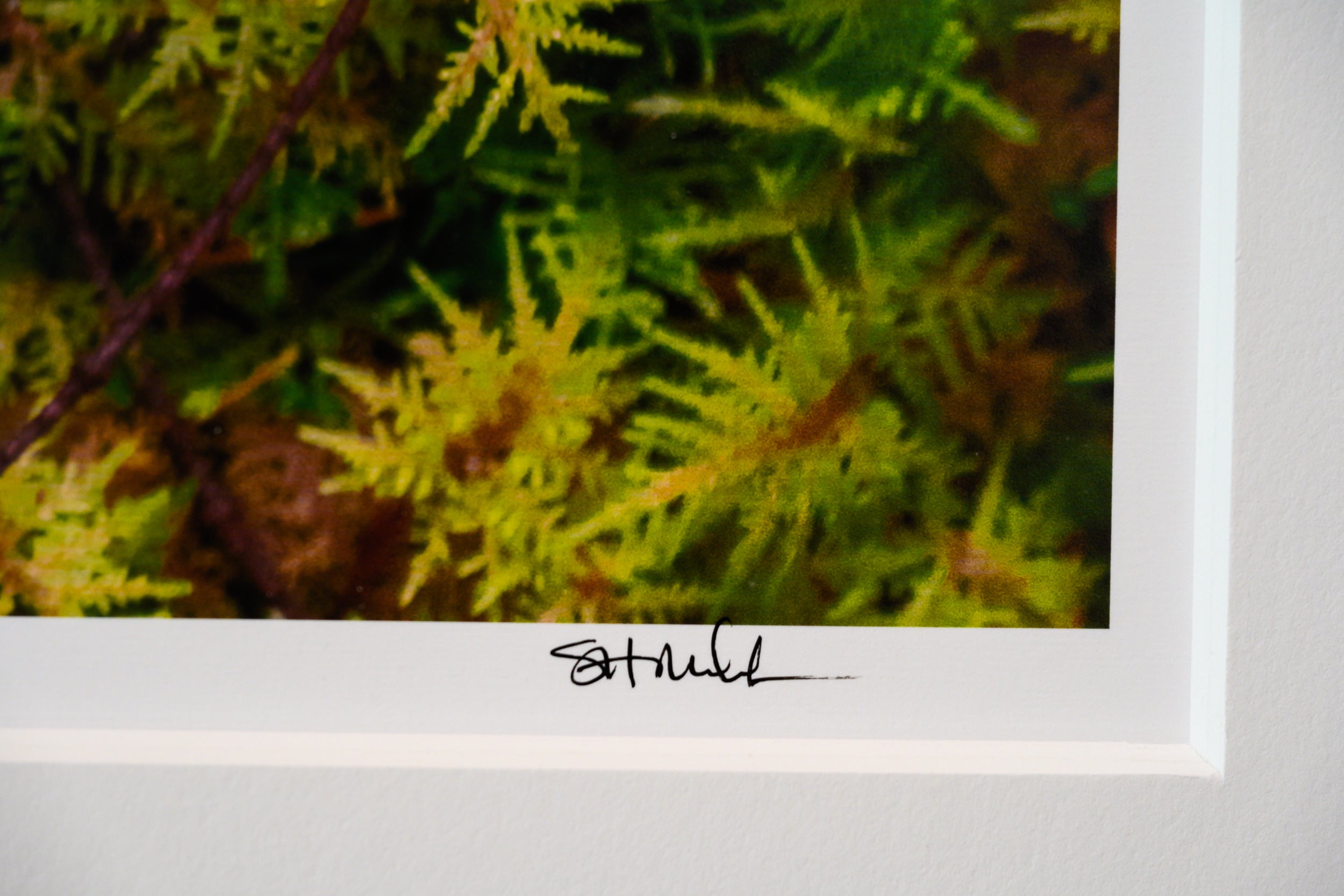 Fern Frond on Bed of Moss: Limited Edition Print