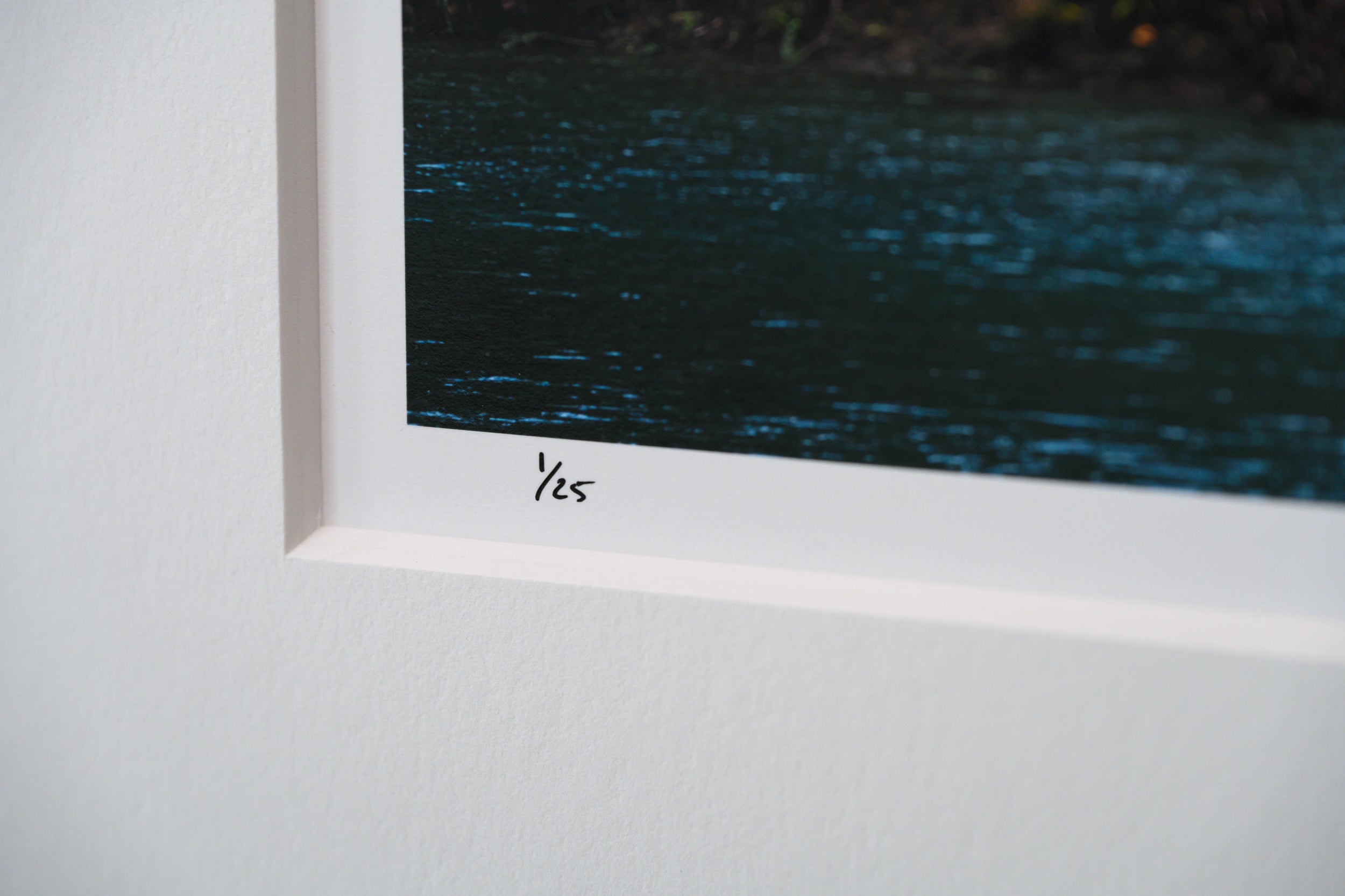 Big Leaf Maple on Middle Fork Snoqualmie River: Limited Edition Print