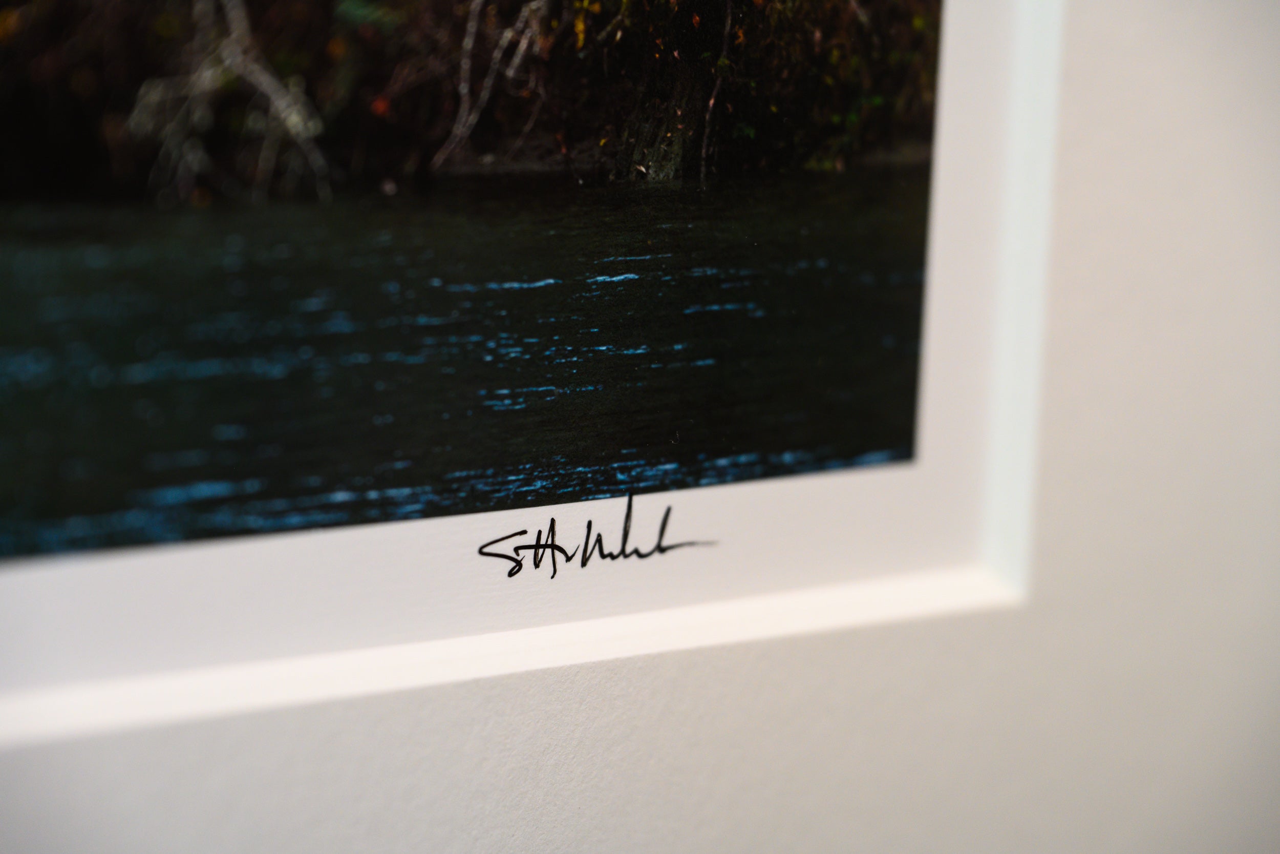 Big Leaf Maple on Middle Fork Snoqualmie River: Limited Edition Print