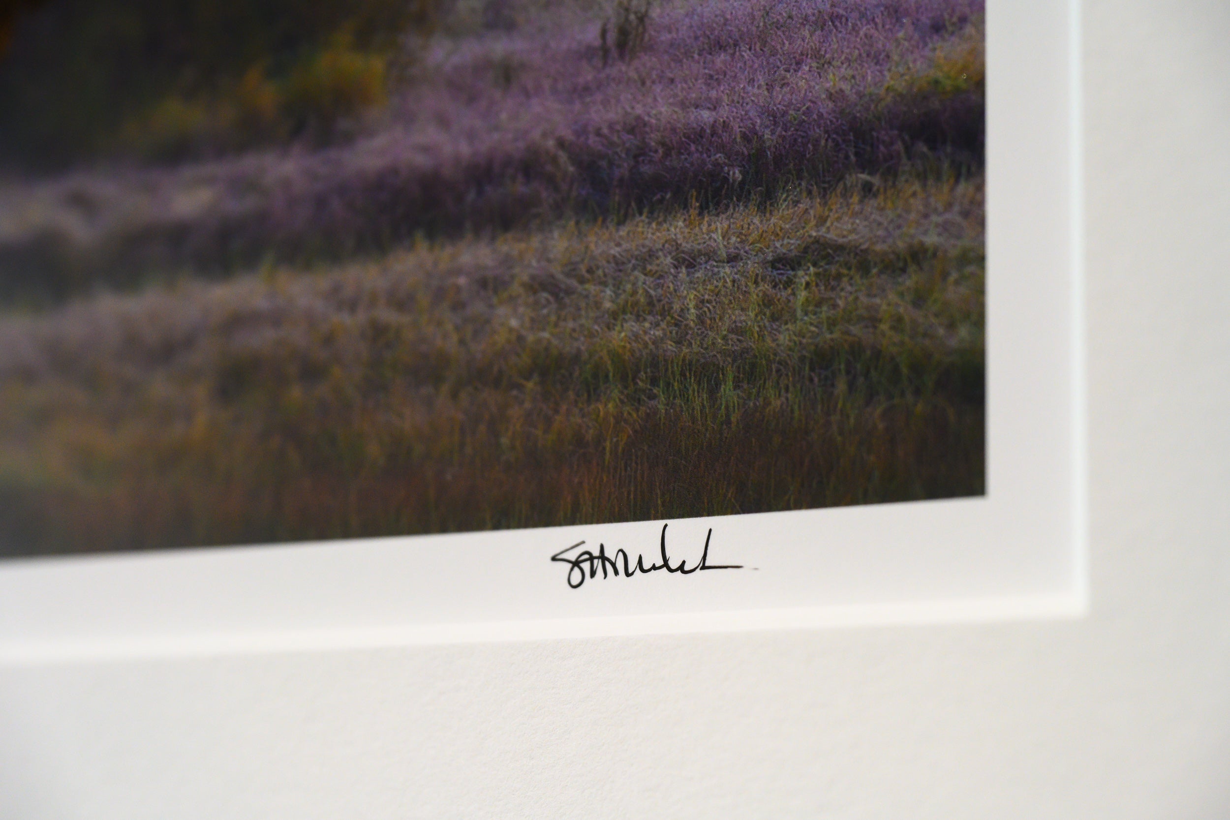 Mount Adams Sunrise with Vine Maple: Limited Edition Framed Print