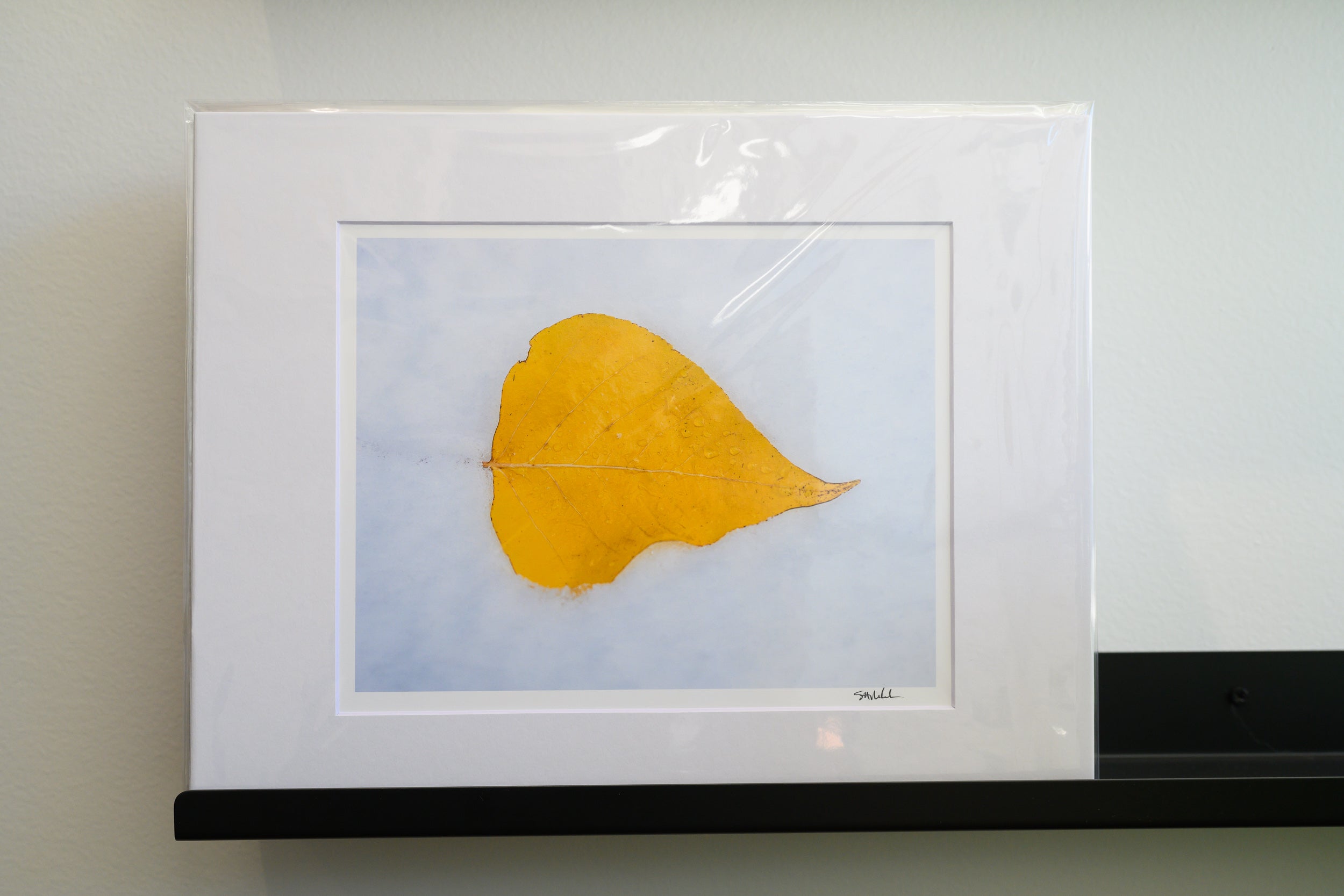 Aspen Leaf in Snow: Matted 8x10 Print