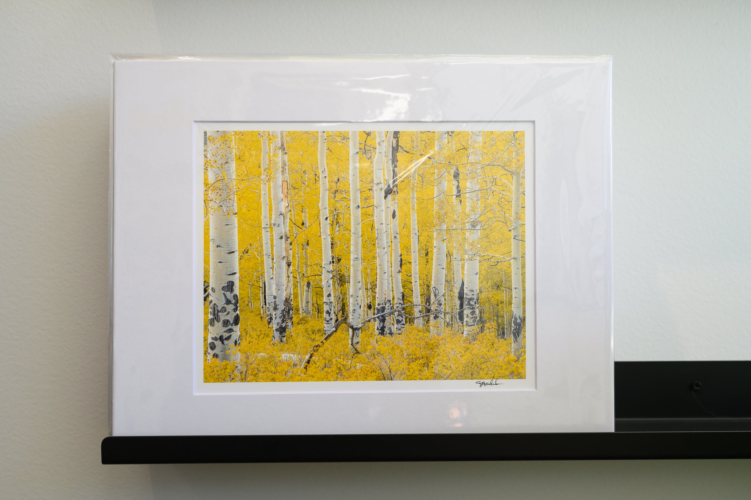 Methow Valley Aspen Stand: Matted 8x10 Print