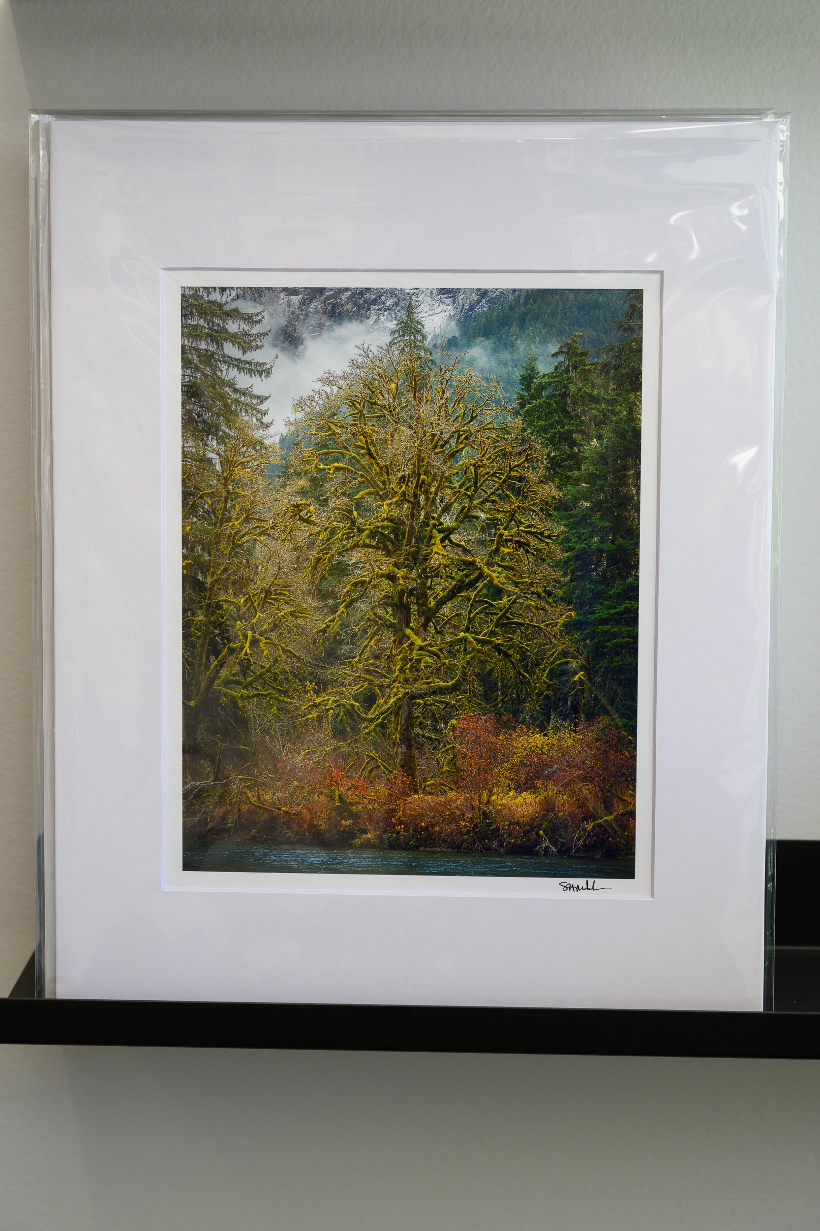 Big Leaf Maple on Middle Fork Snoqualmie River: Matted 8x10 Print