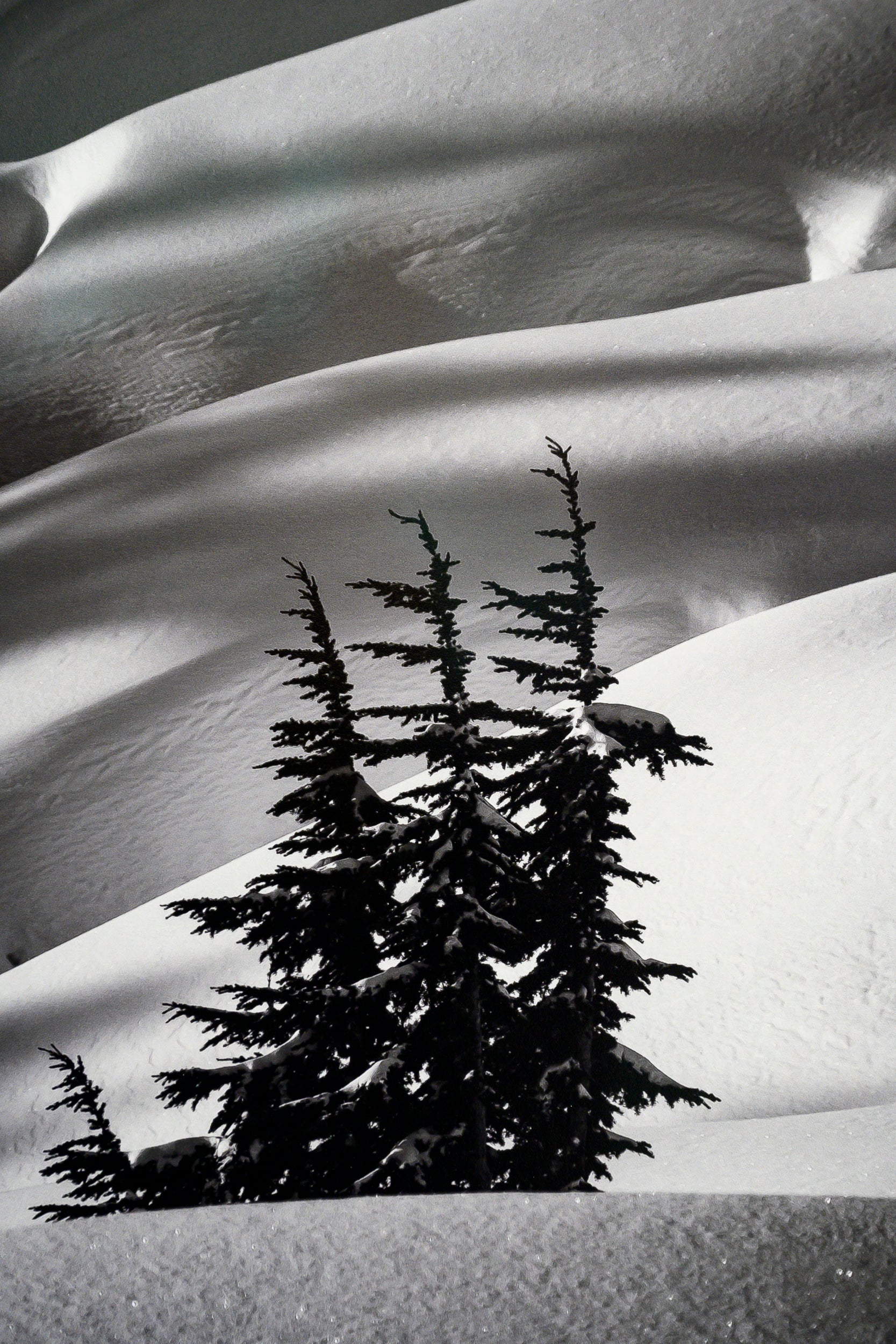 Mountain Hemlock Stand above Source Lake: Limited Edition Framed Print