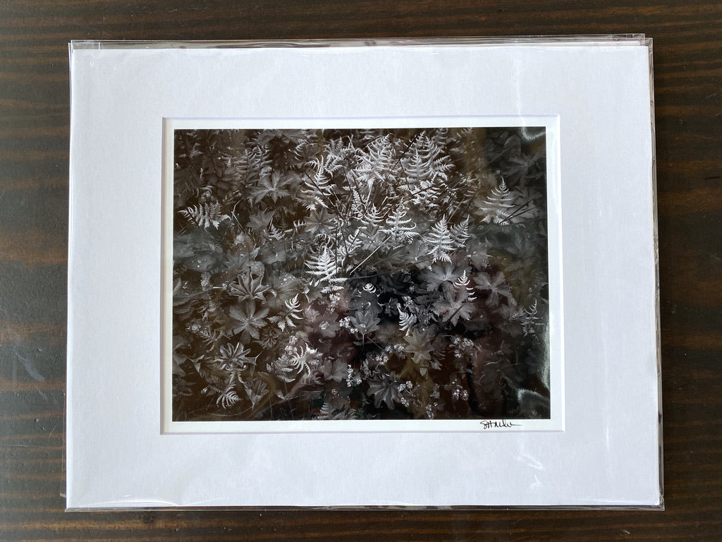 Forest Garden Exploding with Spring Growth: 8x10 Open Edition Matted Print