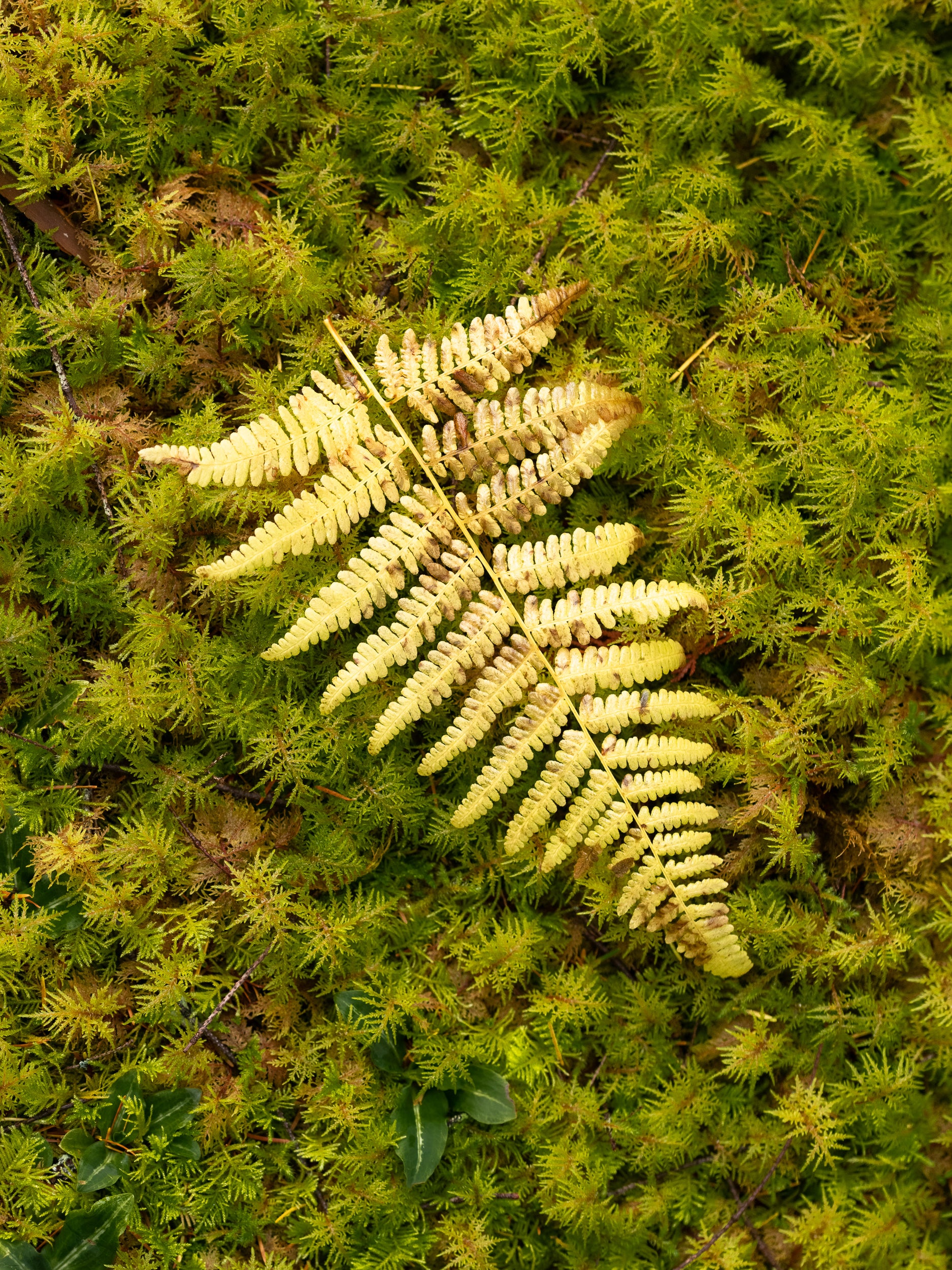 Fern Frond on Bed of Moss: Limited Edition Framed Print