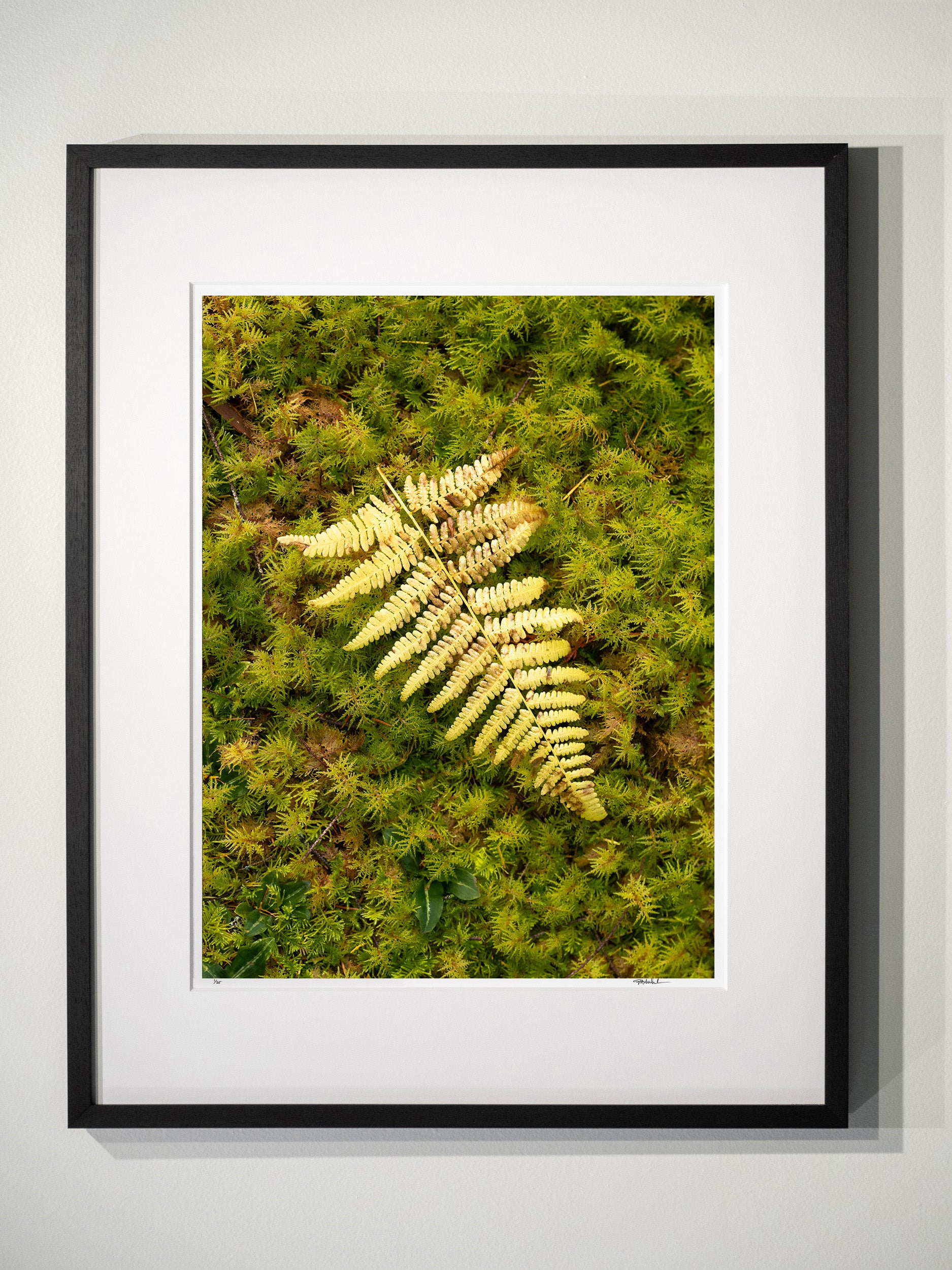 Fern Frond on Bed of Moss: Limited Edition Framed Print