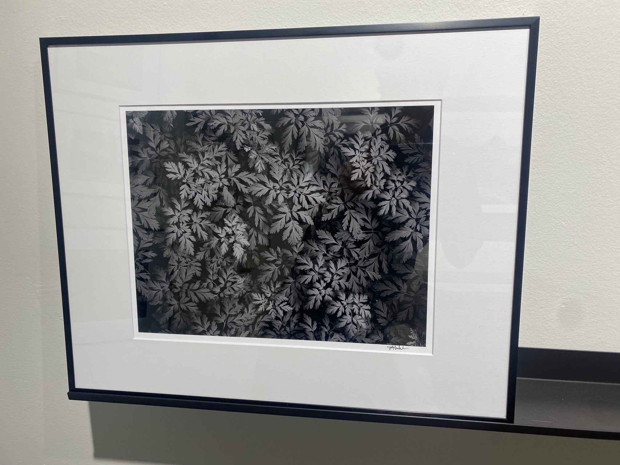 Diamond-Tipped Pacific Bleeding Hearts 11x14 Open Edition Print, Matted and Framed - Gallery Pickup Only