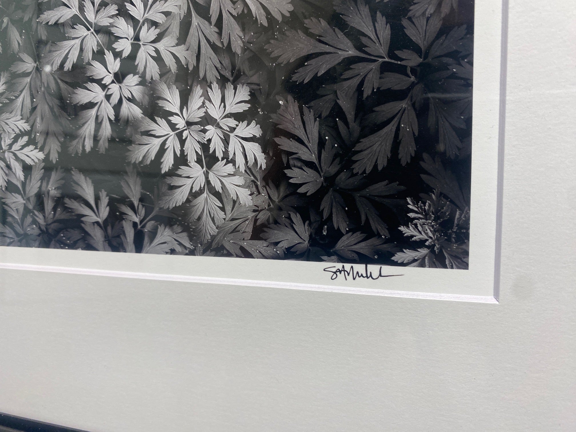 Diamond-Tipped Pacific Bleeding Hearts 11x14 Open Edition Print, Matted and Framed - Gallery Pickup Only