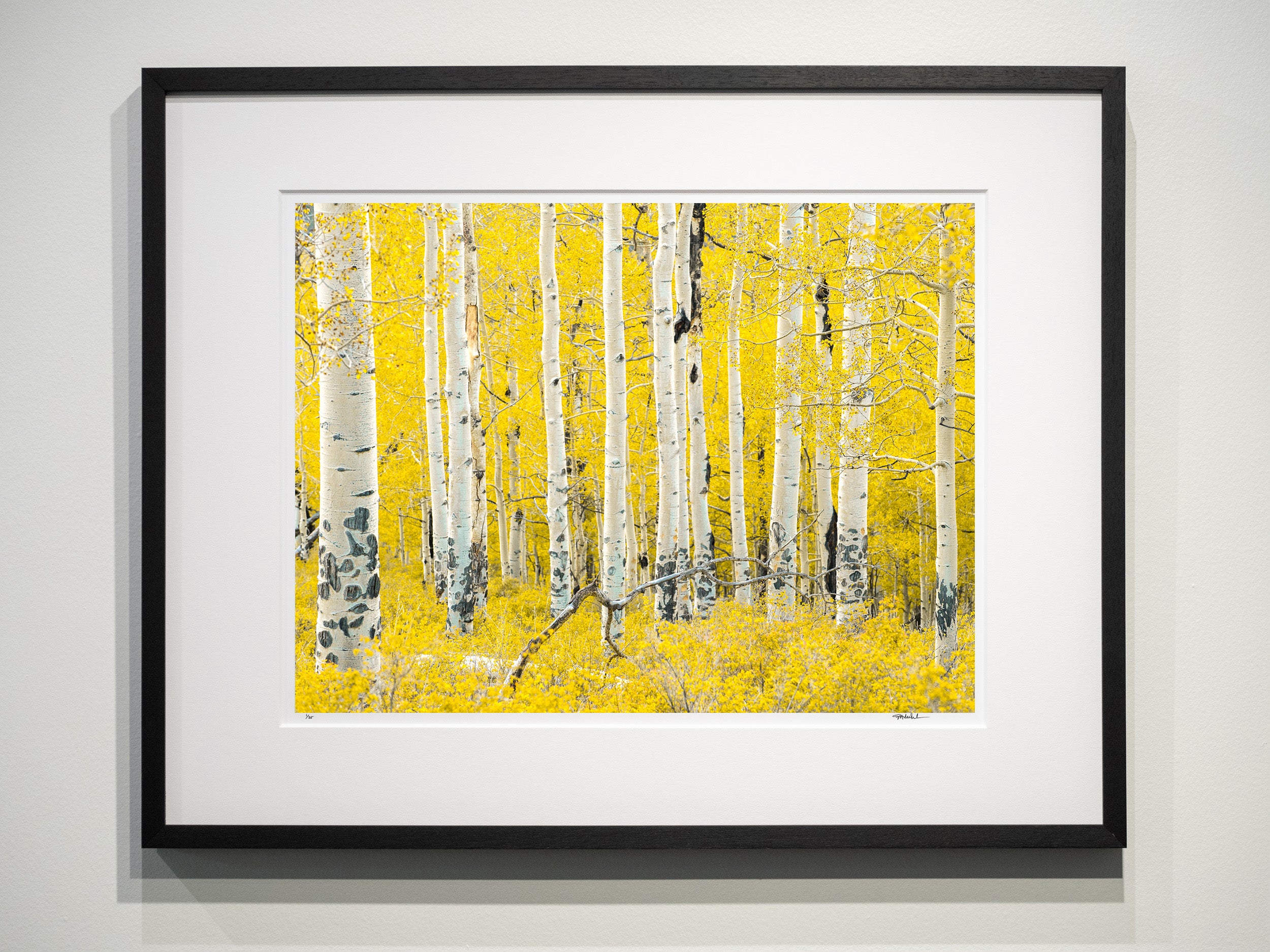 Methow Valley Aspen Stand: Limited Edition Framed Print