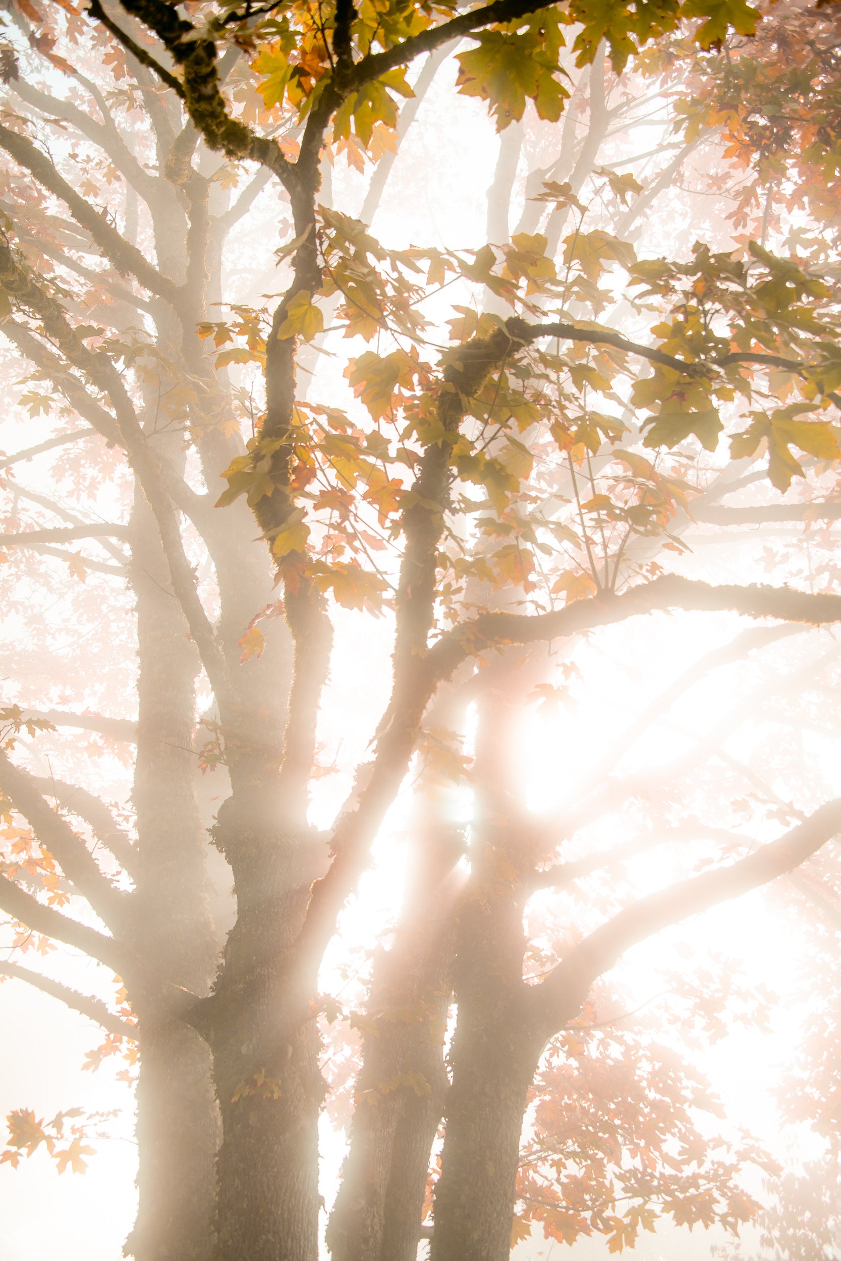 Misty Maple above Snoqualmie Falls: 24x36 Limited Edition Framed Print