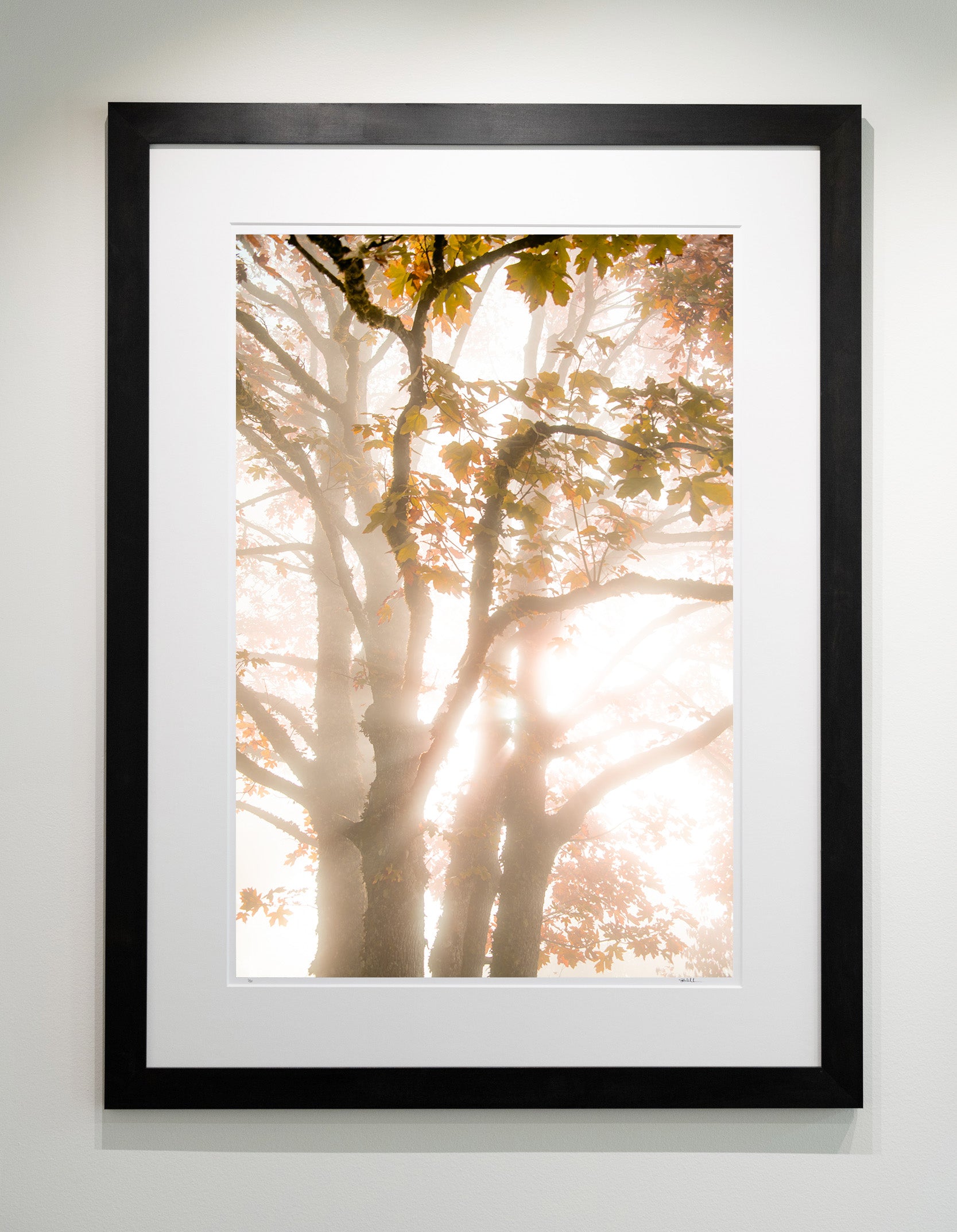 Misty Maple above Snoqualmie Falls: 24x36 Limited Edition Framed Print