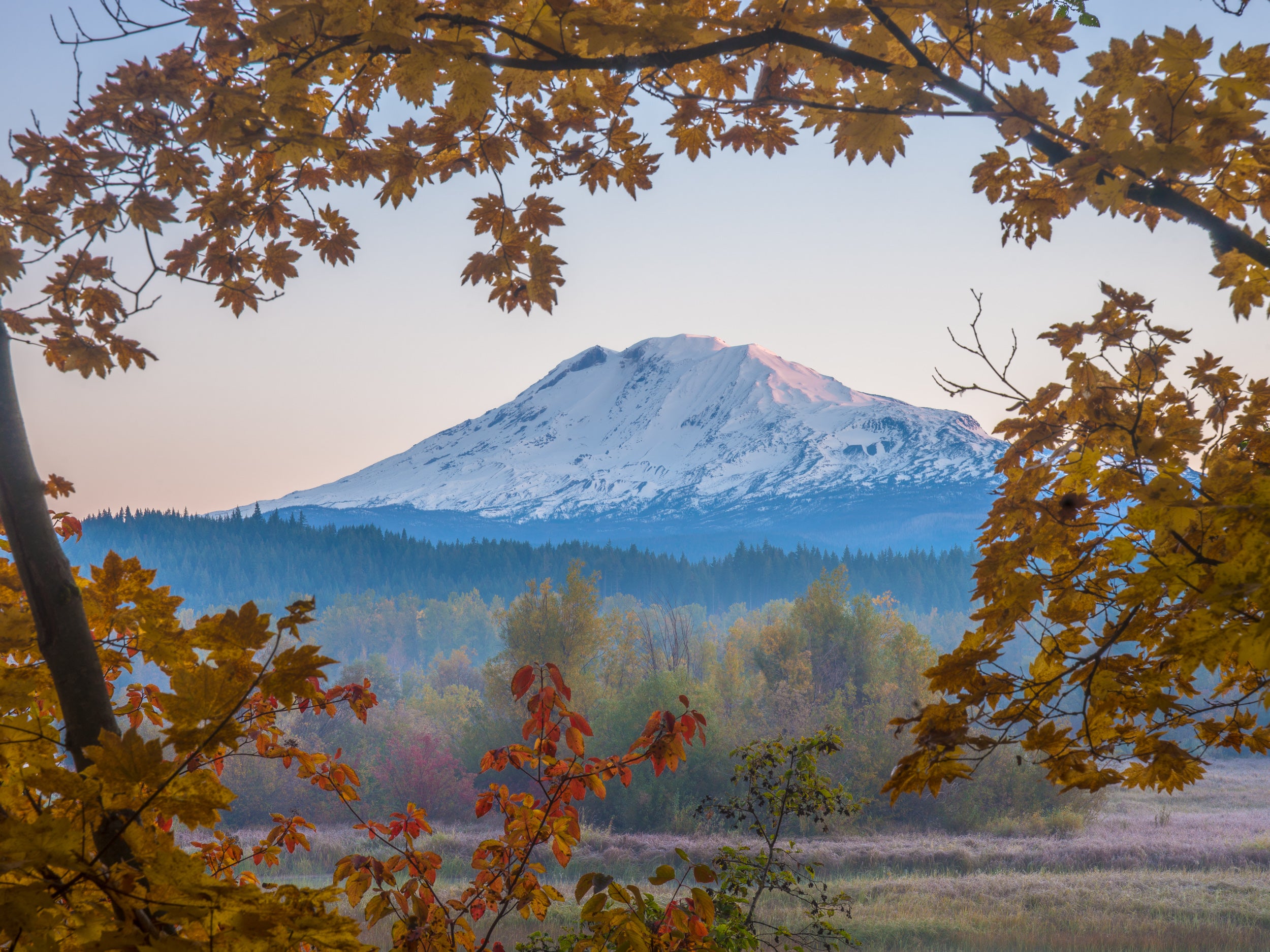 Mount Adams Sunrise with Vine Maples: Matted 8x10 Print
