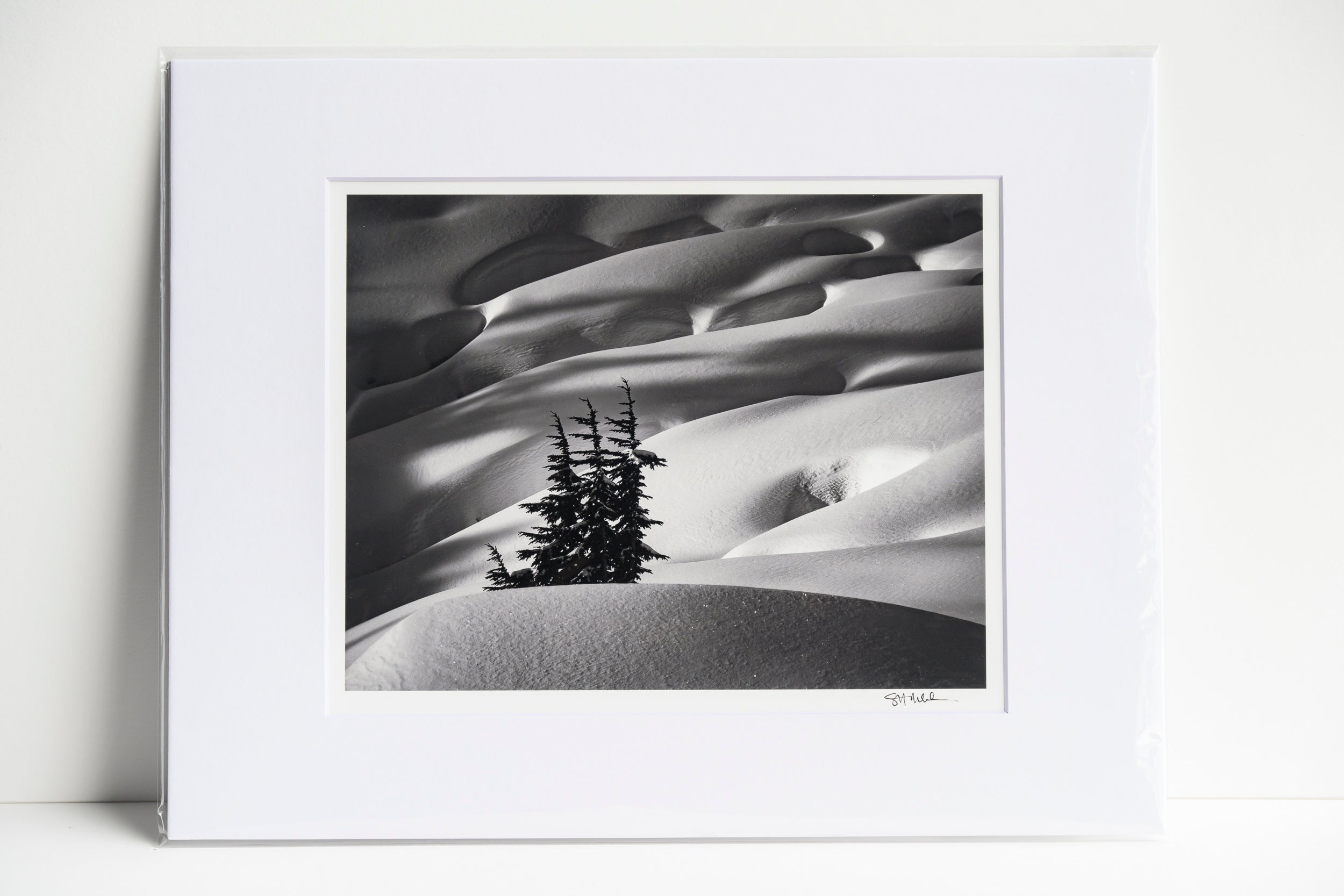Mountain Hemlock Stand Above Source Lake: Matted 8x10 Print