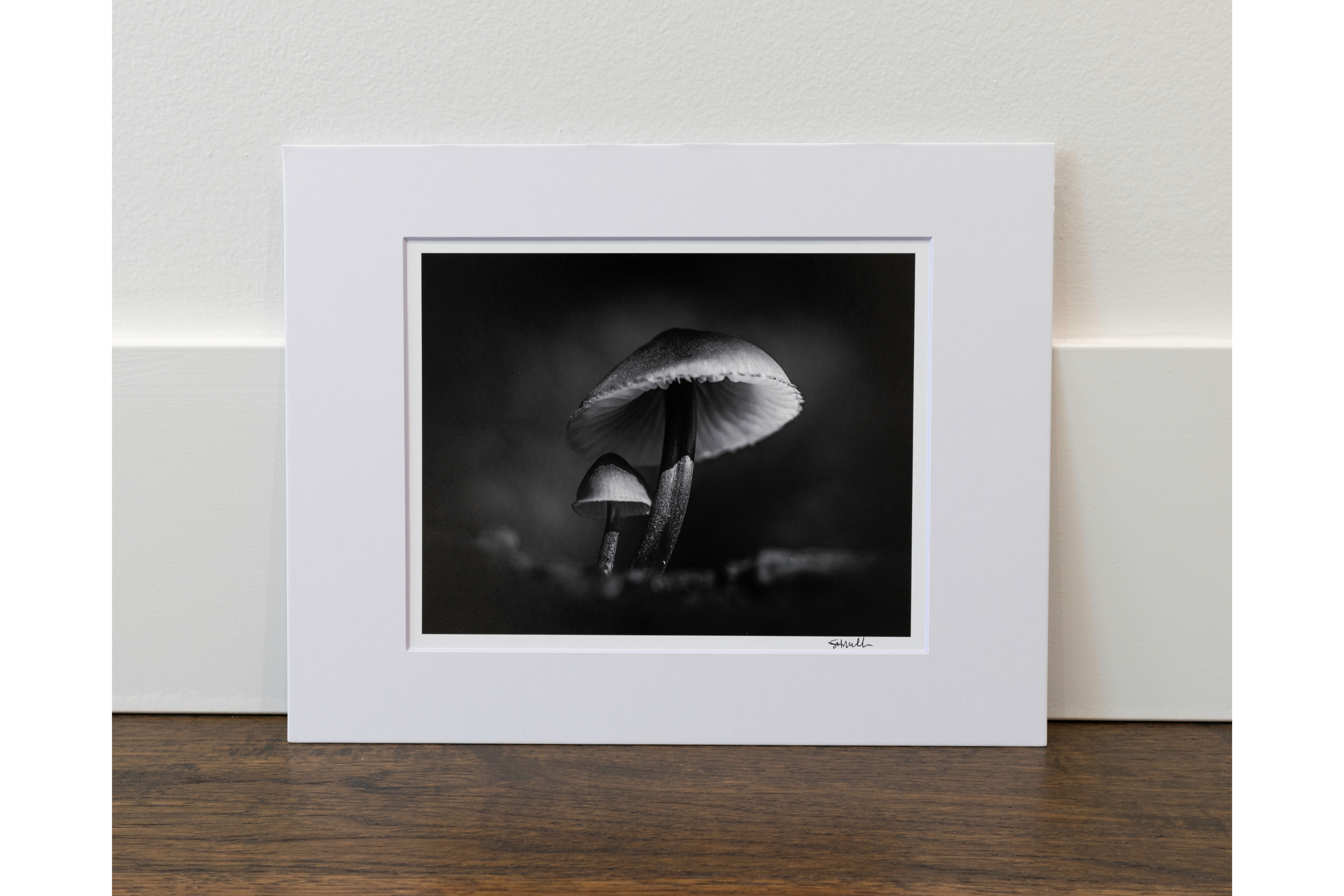 Mycena haematopus in Middle Fork Valley: 8x10 Open Edition Matted Print