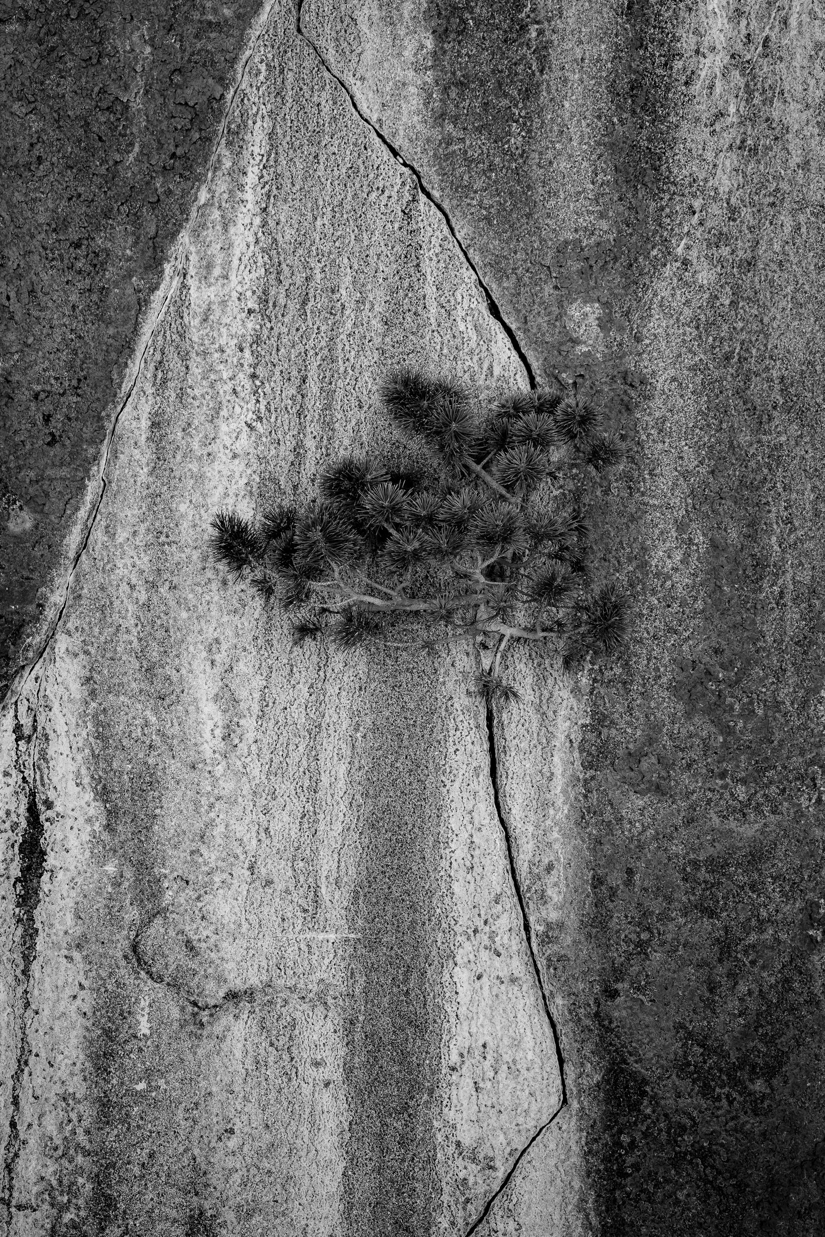 Pine Tree in Sierra Granite Crack: 24x36 Limited Edition Framed Print