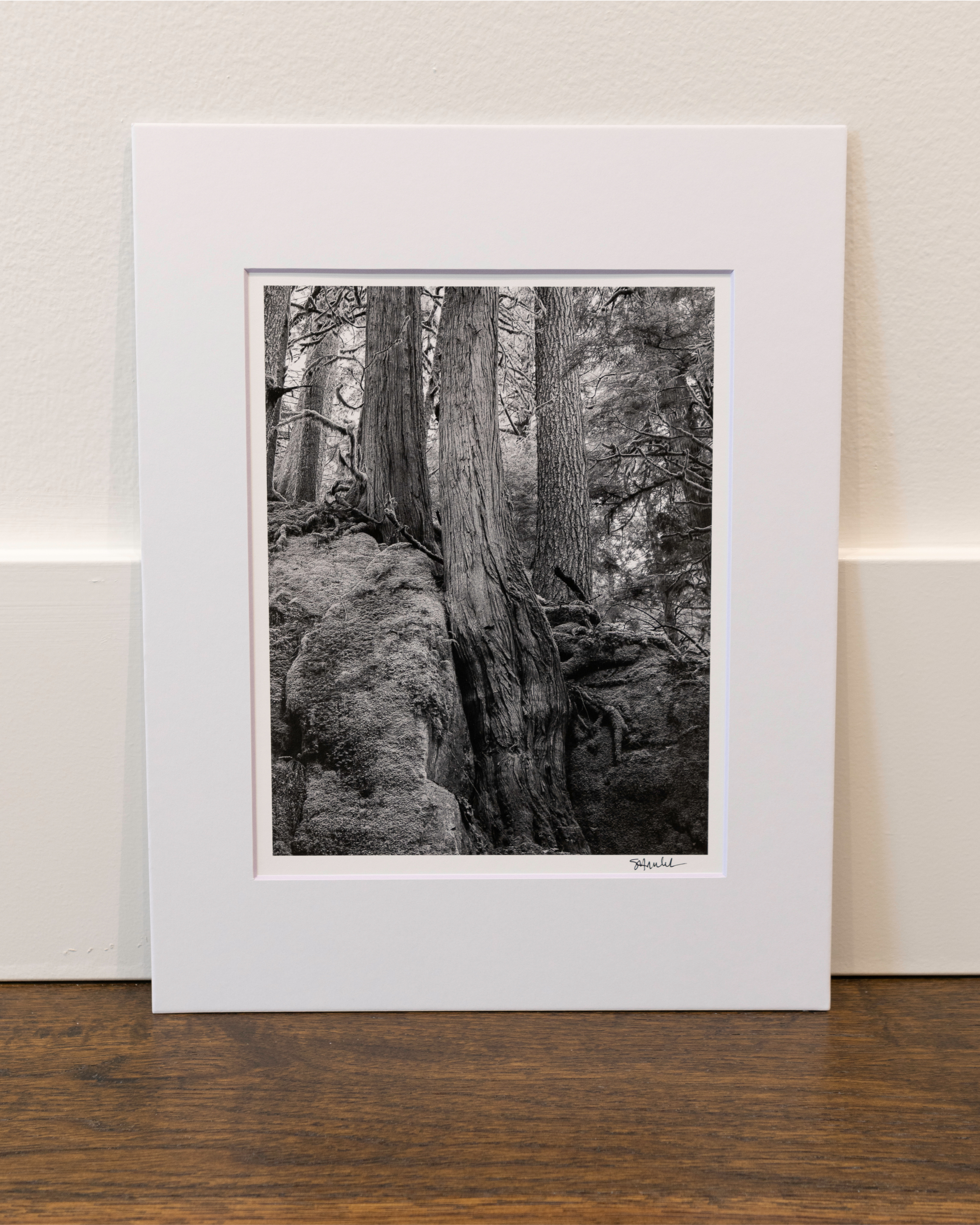 Stone and Root near Dingford Creek: 8x10 Open Edition Matted Print