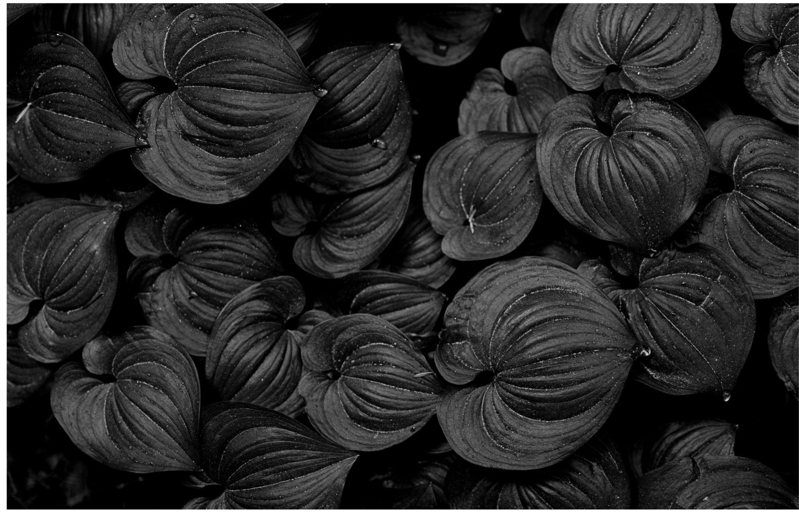 Raindrops on the False Lily of the Valley: 24x36 Limited Edition Framed Print