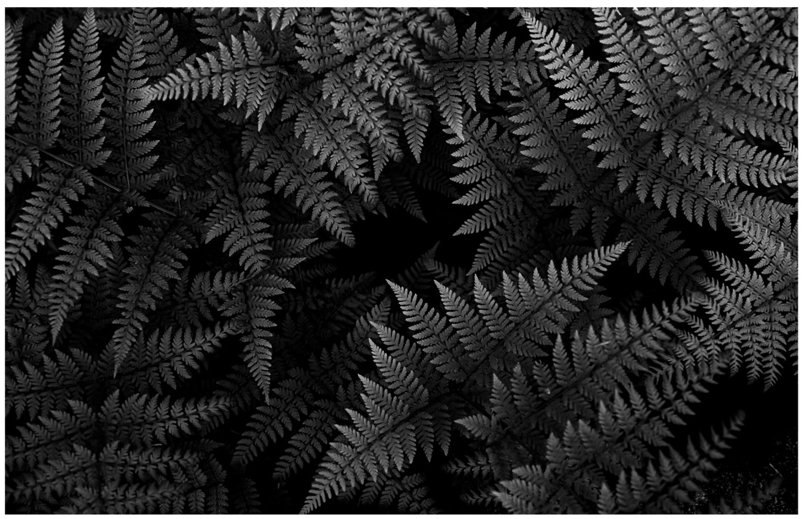 Wood Fern Gradations: 32x48 Limited Edition Framed Print