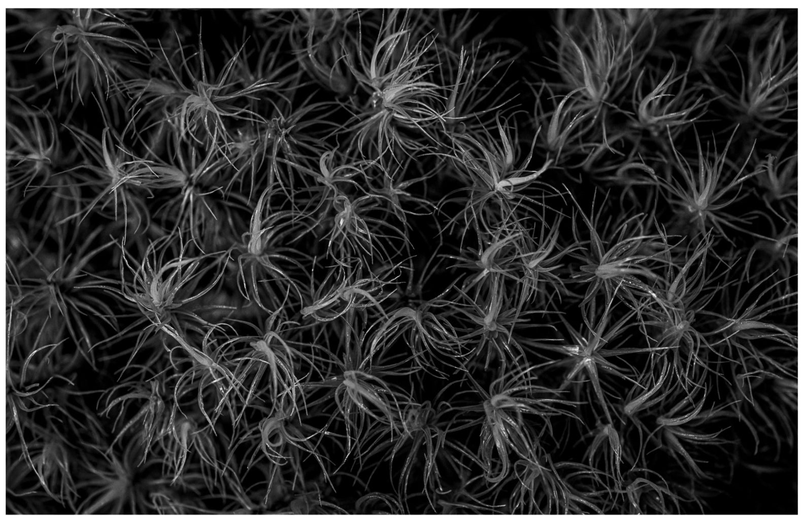 Broom Forkmoss Reaching for Light: 24x36 Limited Edition Framed Print