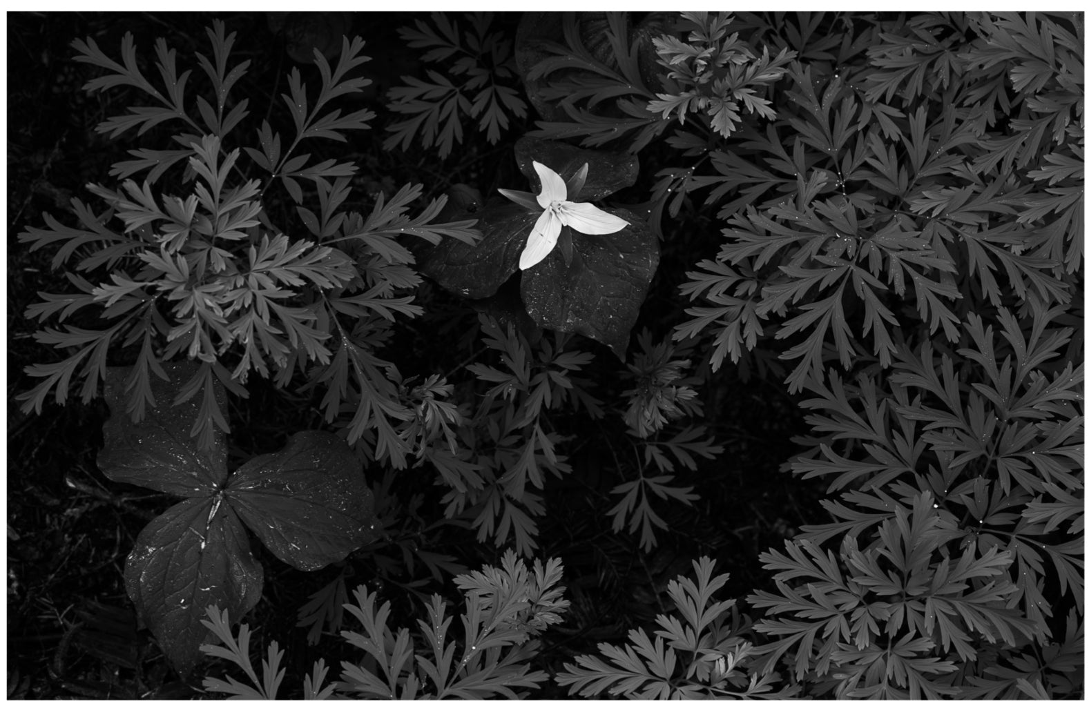 Trillium in Bleeding Hearts: 11x14 Open Edition Matted Print