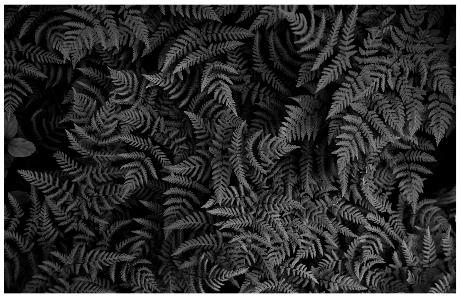 Oak Fern Colony: 24x36 Limited Edition Framed Print