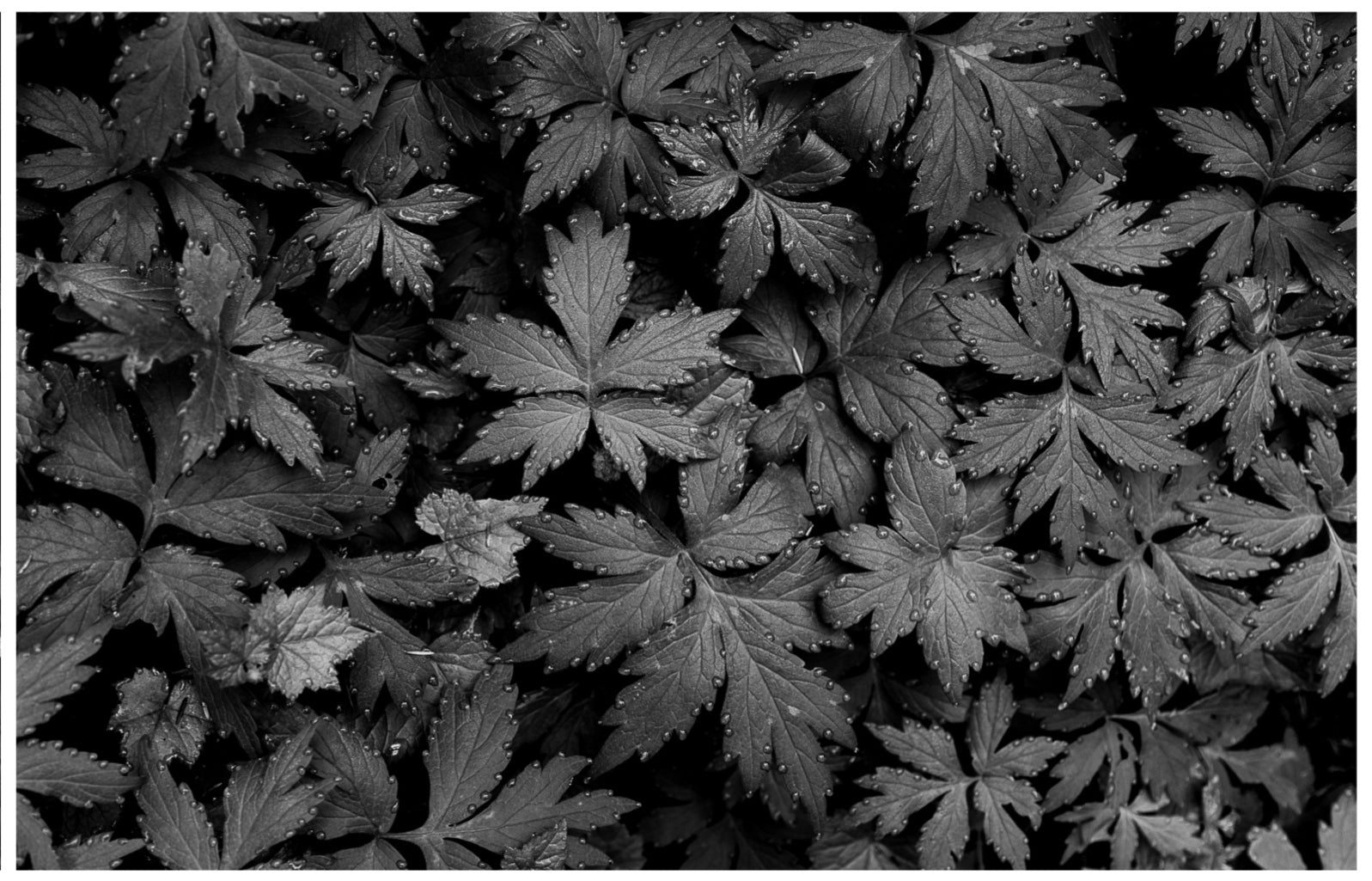 Immaculate Droplets on Pacific Waterleaf: 11x14 Open Edition Matted Print