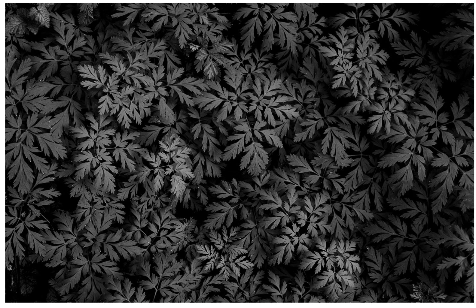 Diamond-Tipped Pacific Bleeding Hearts: 32x48 Limited Edition Framed Print