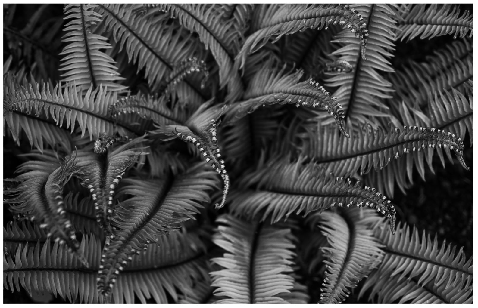 Unfurling Western Sword Fern Fronds: 32x48 Limited Edition Framed Print