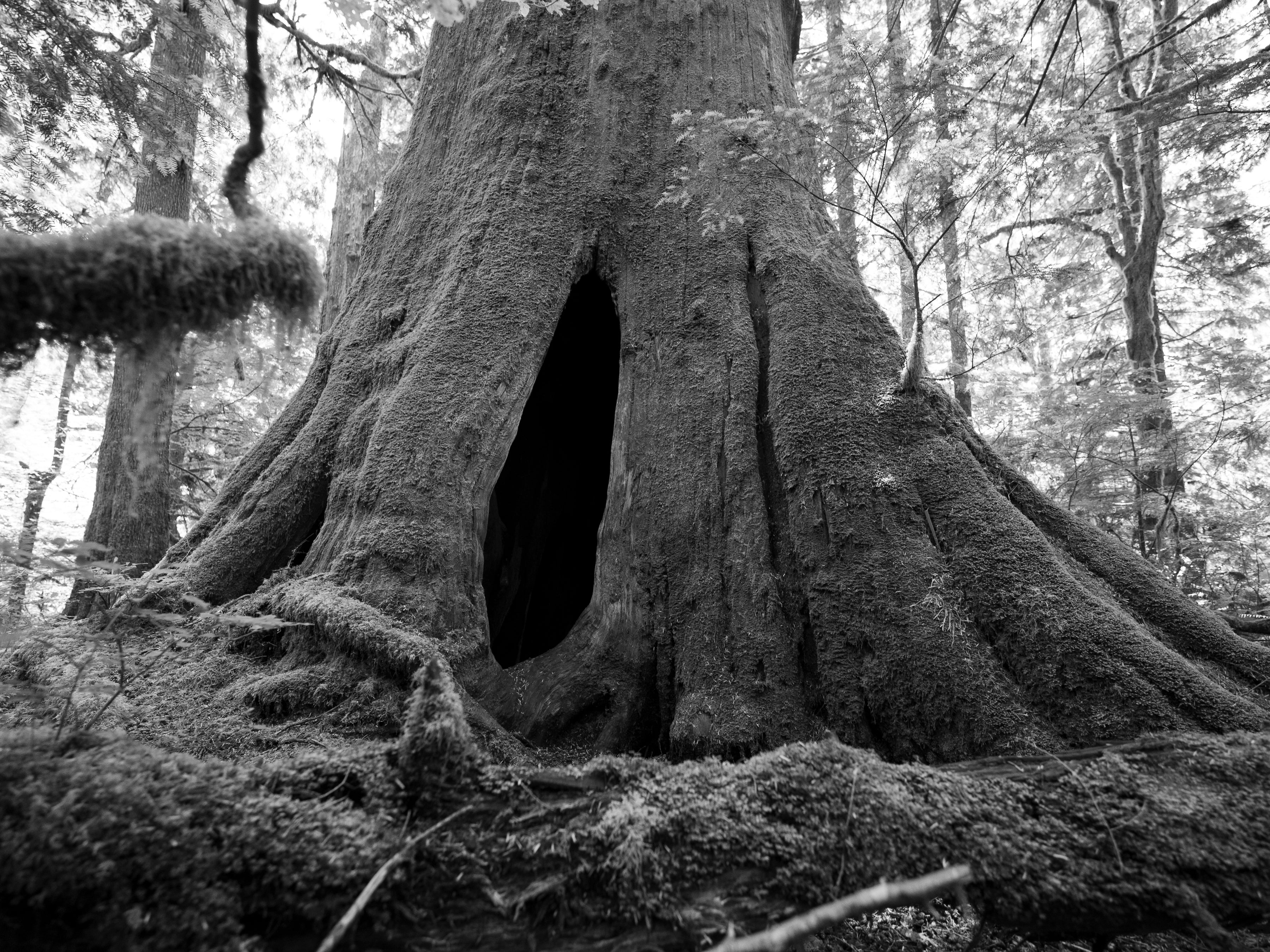 Bioregion: Snoqualmie — Portraits of Interdependence
