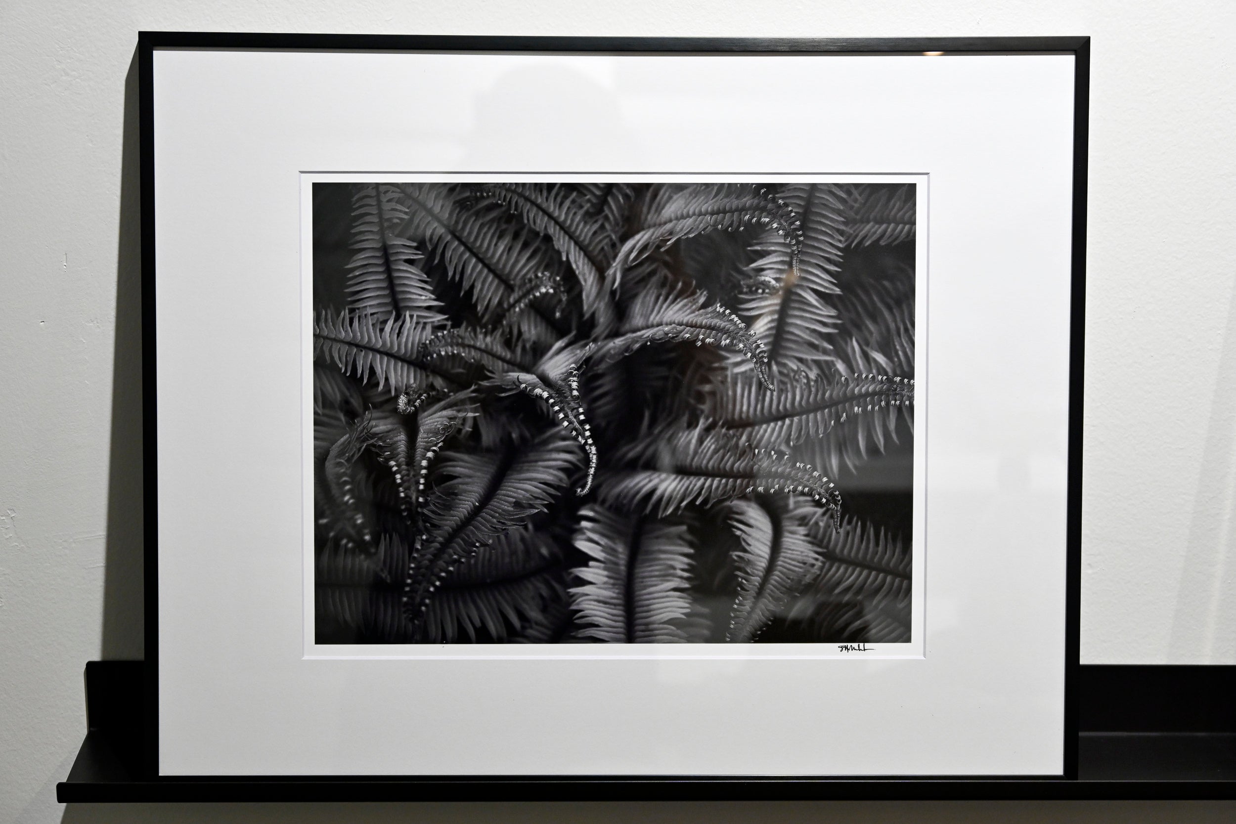 Unfurling Western Sword Fern Fronds 11x14 Open Edition Print, Matted and Framed - Gallery Pickup Only