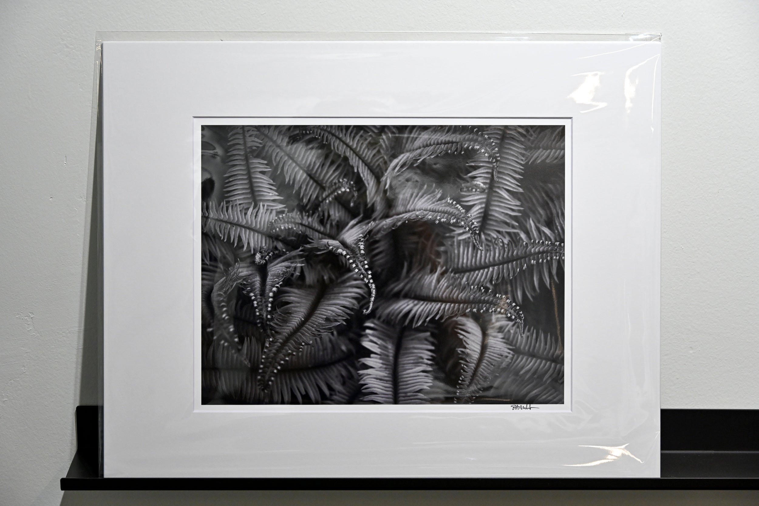 Unfurling Western Sword Fern Fronds: 11x14 Open Edition Matted Print