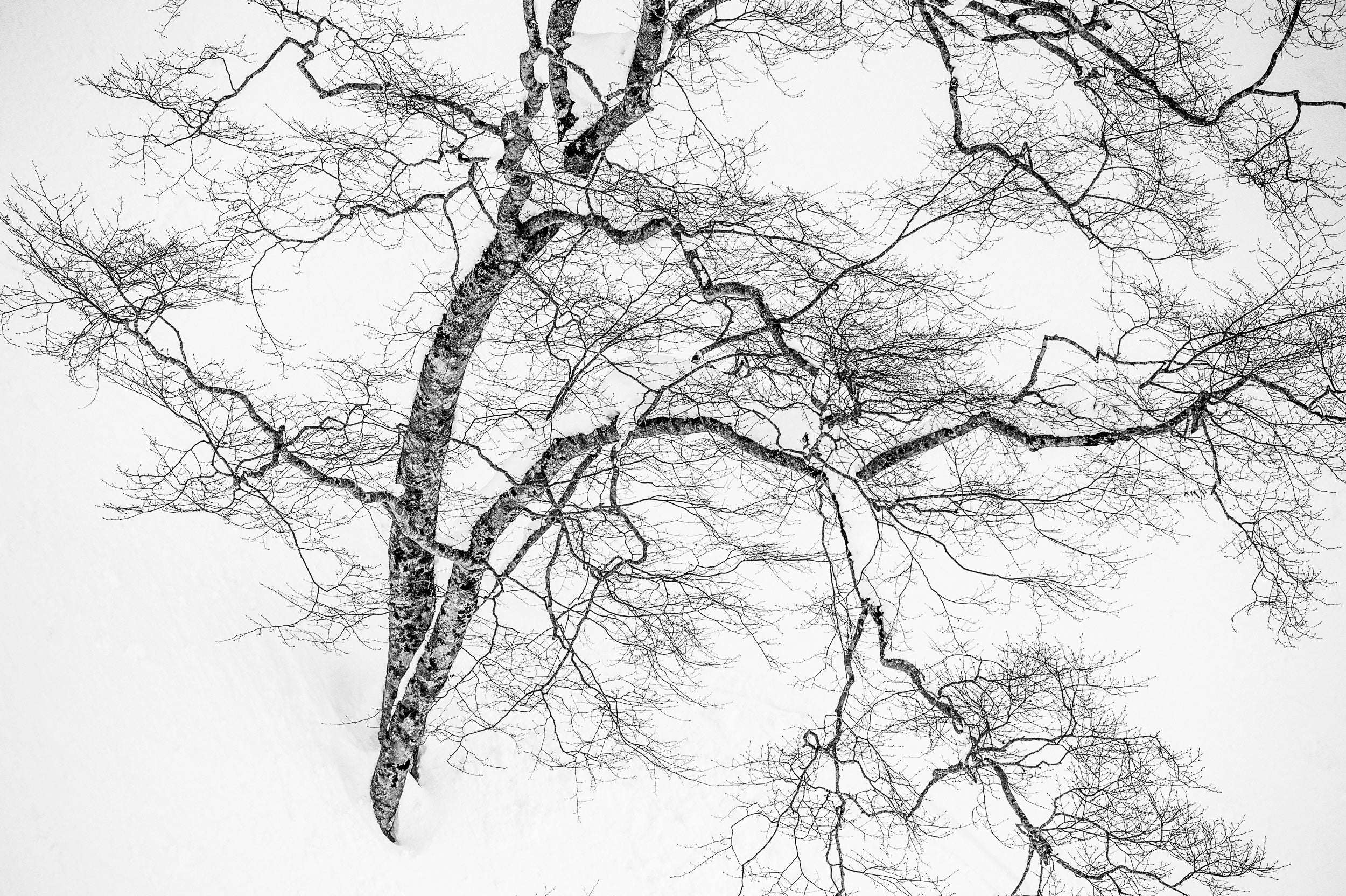 Birch on Myoko Mountainside: 24x36 Limited Edition Framed Print